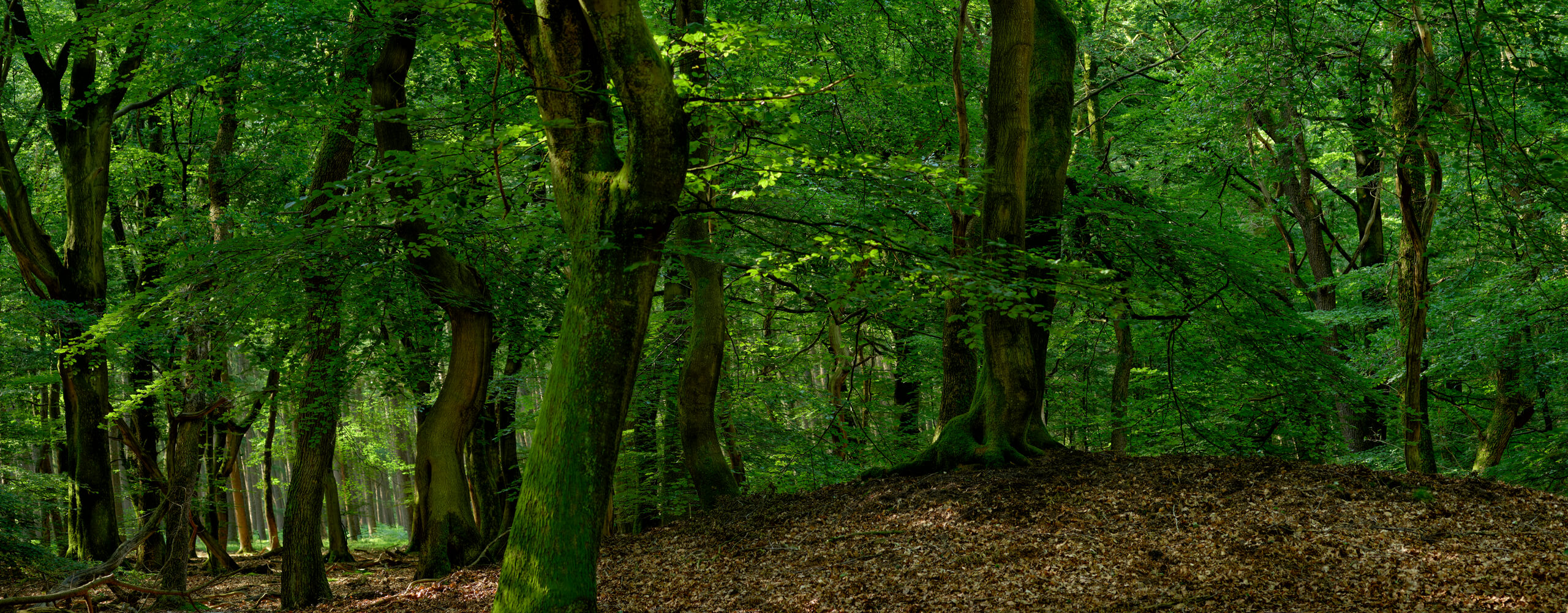 forest wallpaper