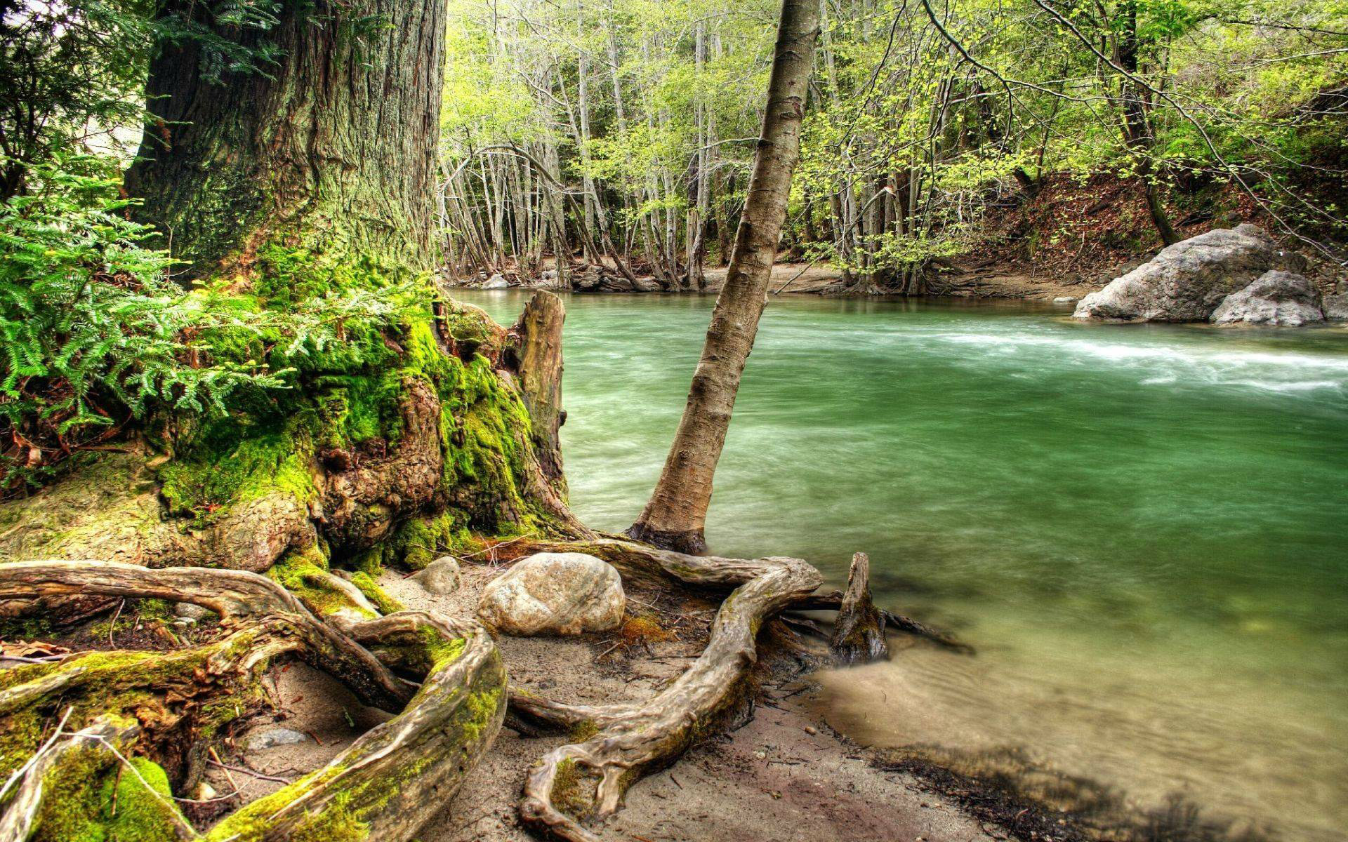 forest wallpaper