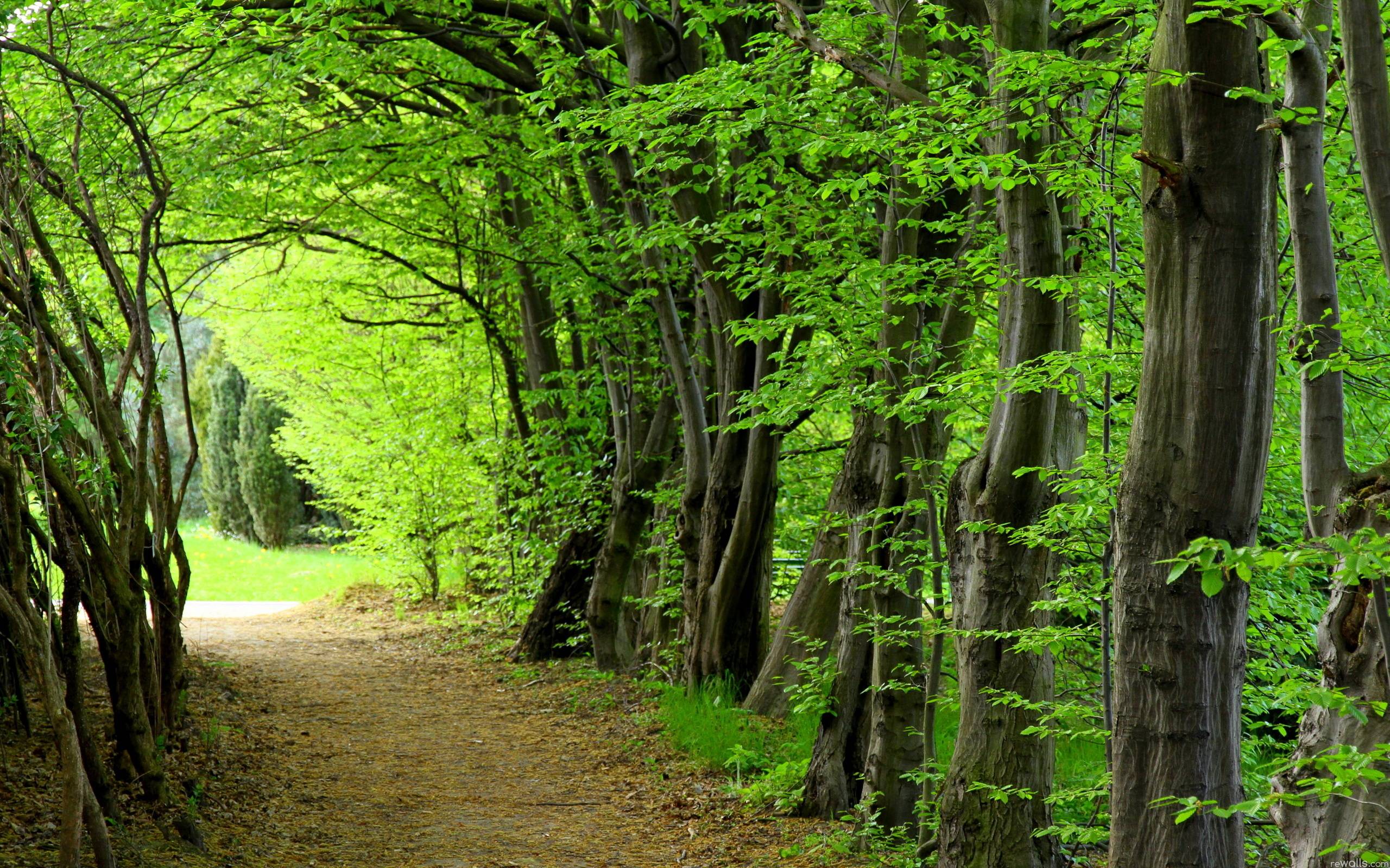 forest wallpaper