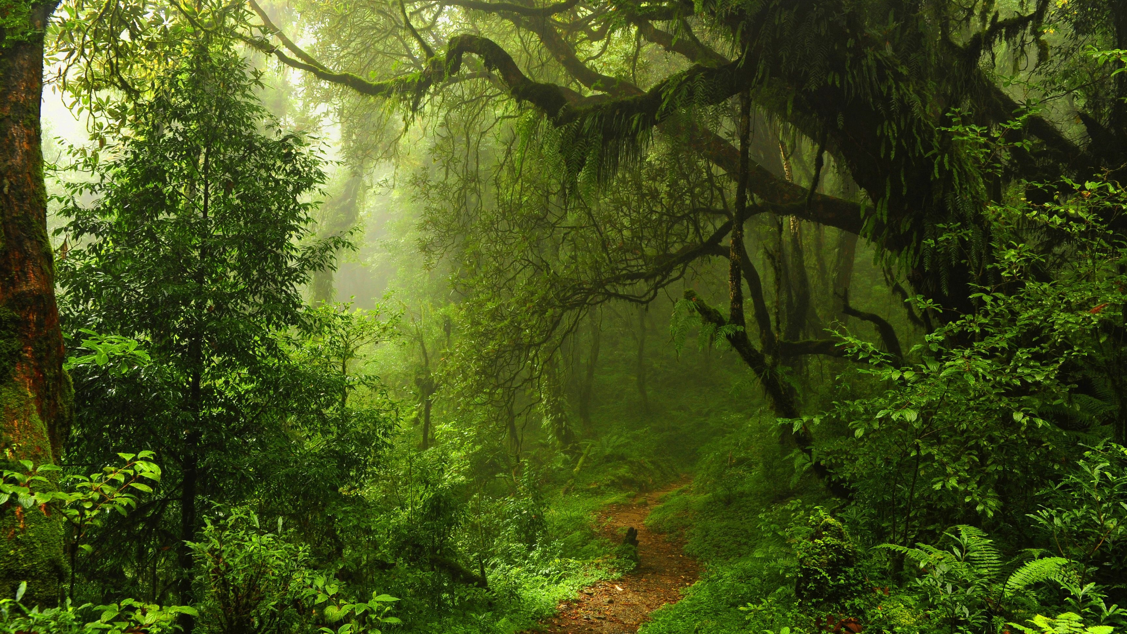 forest wallpaper