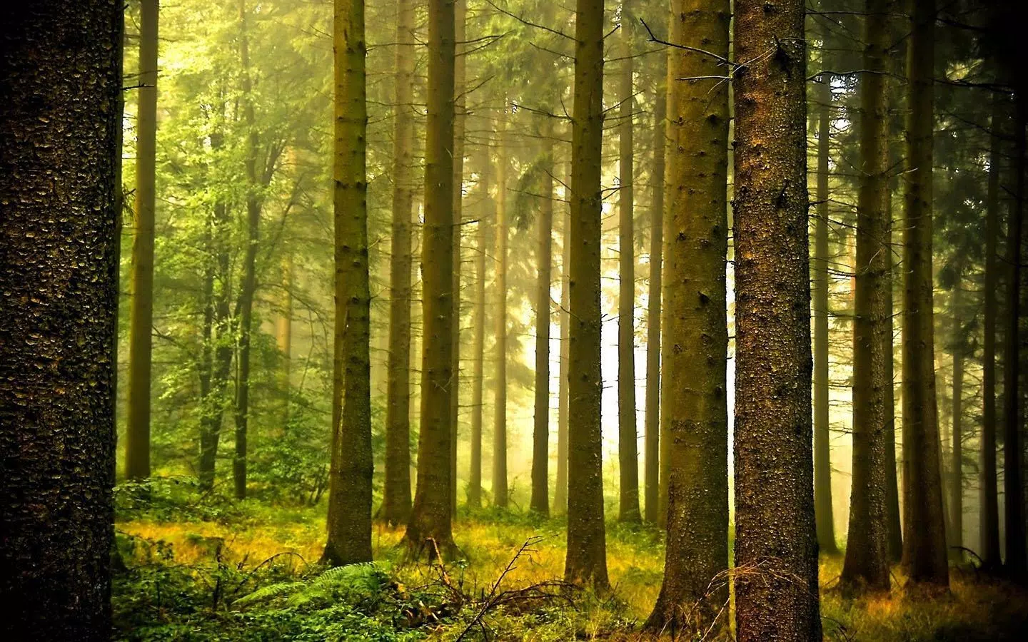forest wallpaper