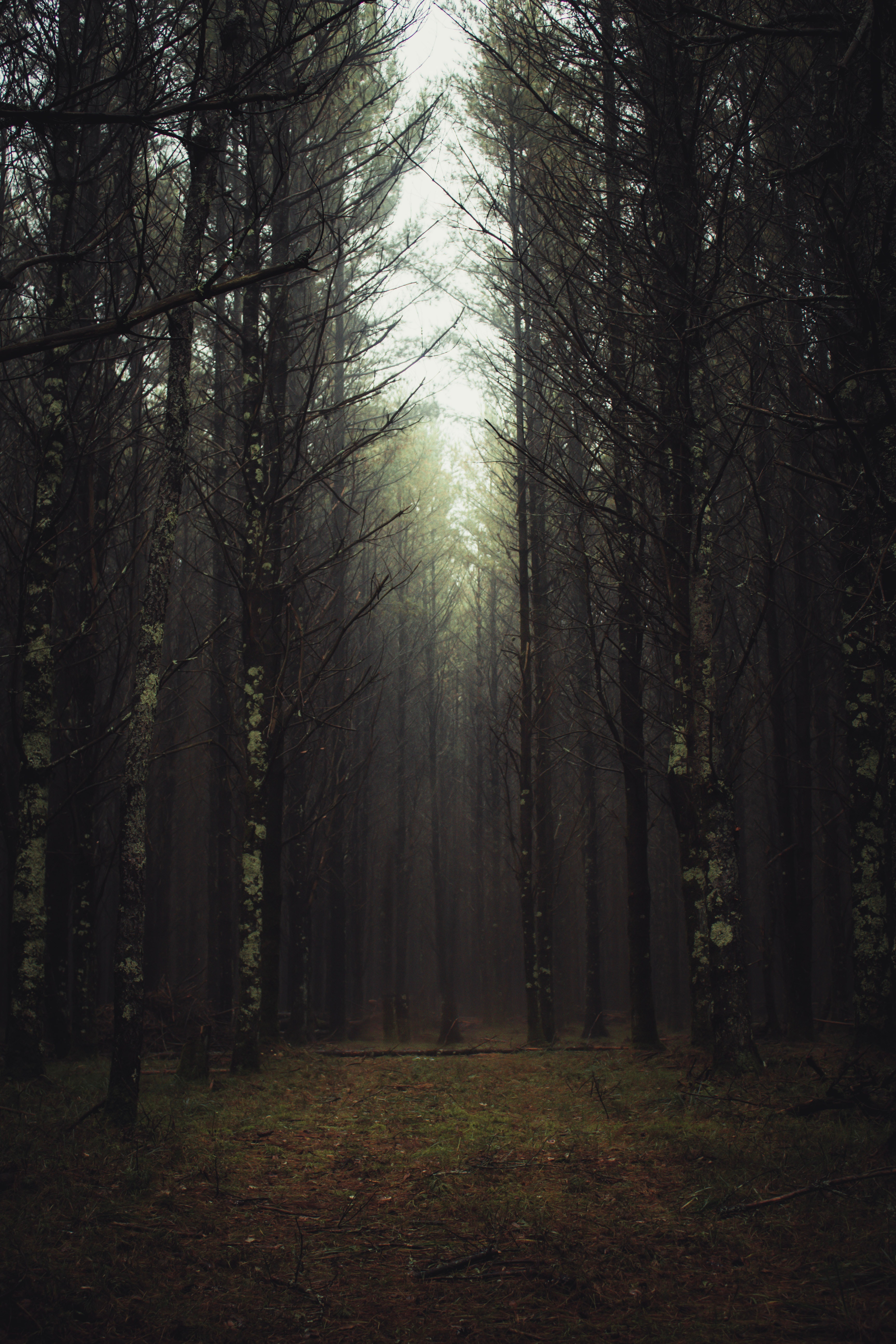 forest wallpaper