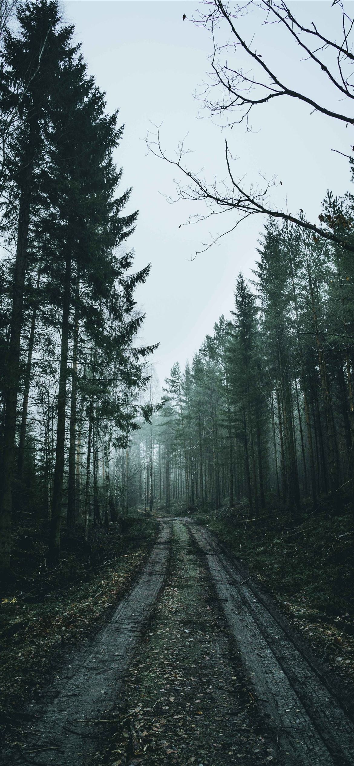 forest wallpaper