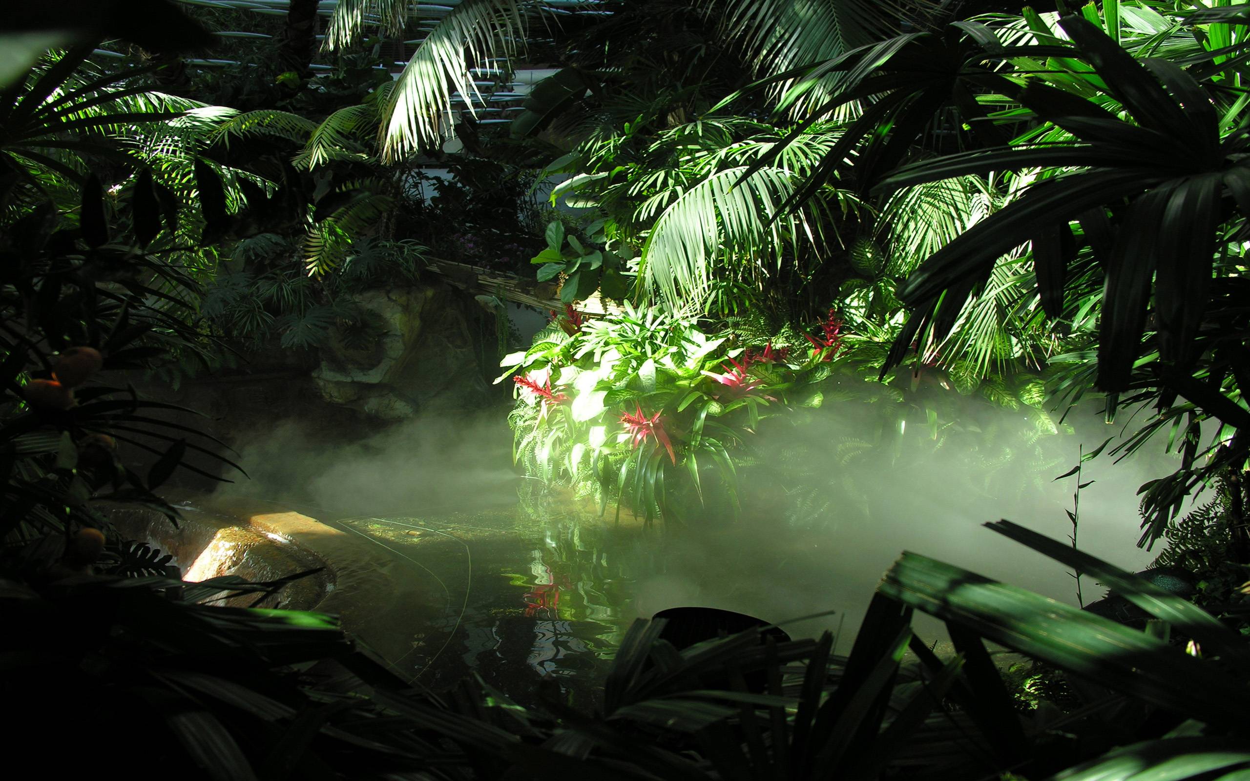 jungle wallpaper