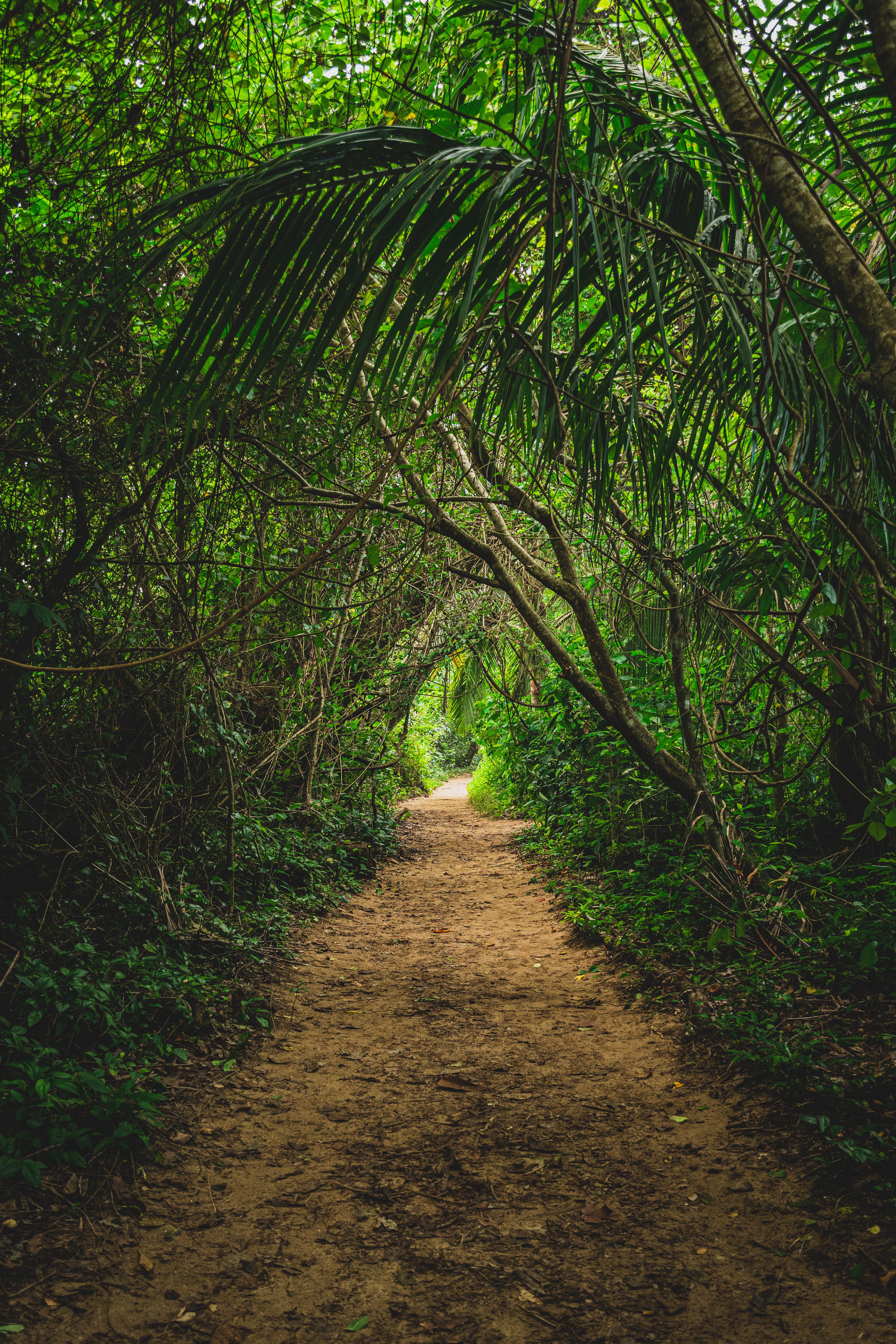 jungle wallpaper