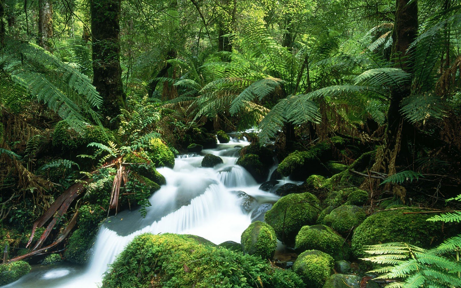 jungle wallpaper