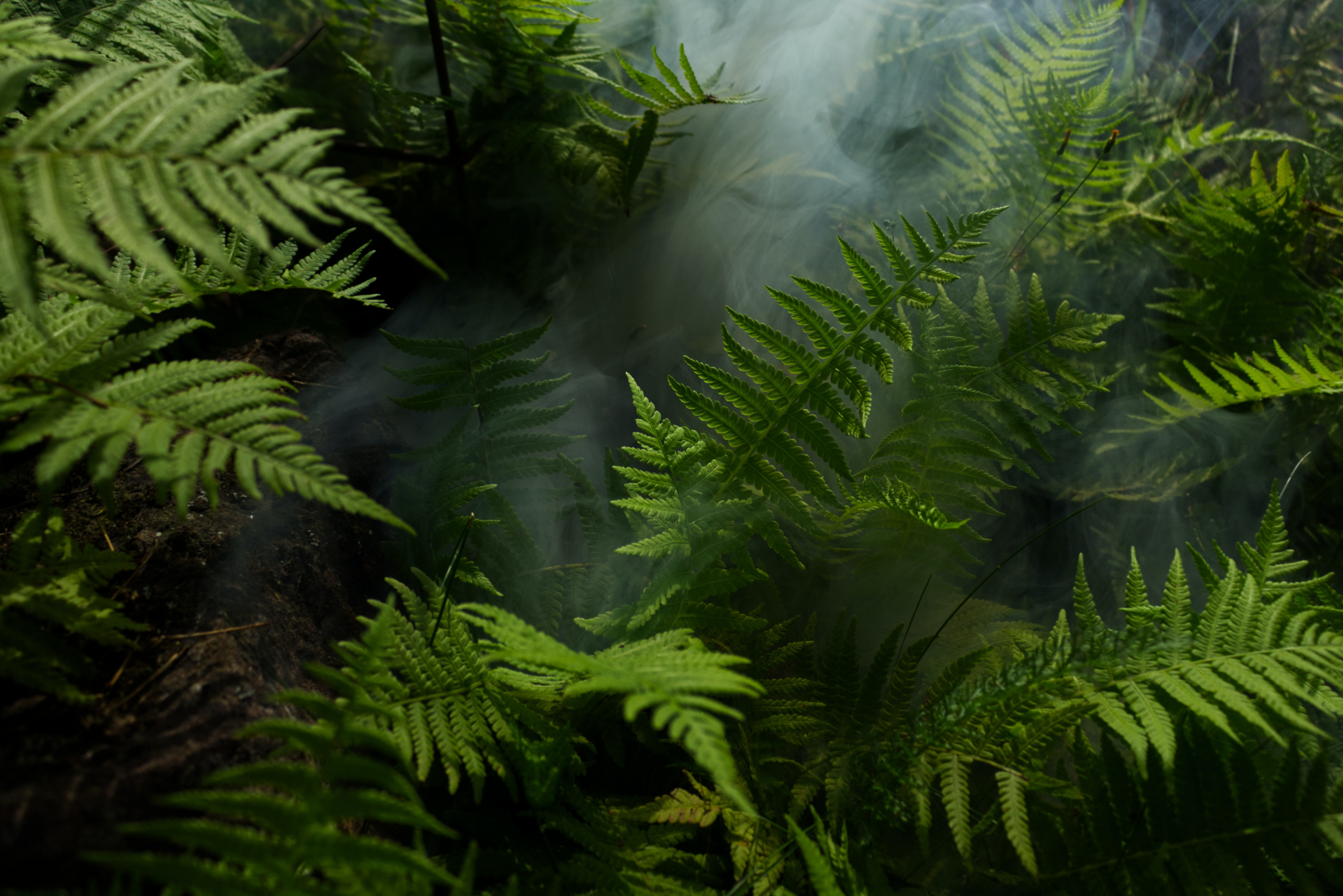 jungle wallpaper