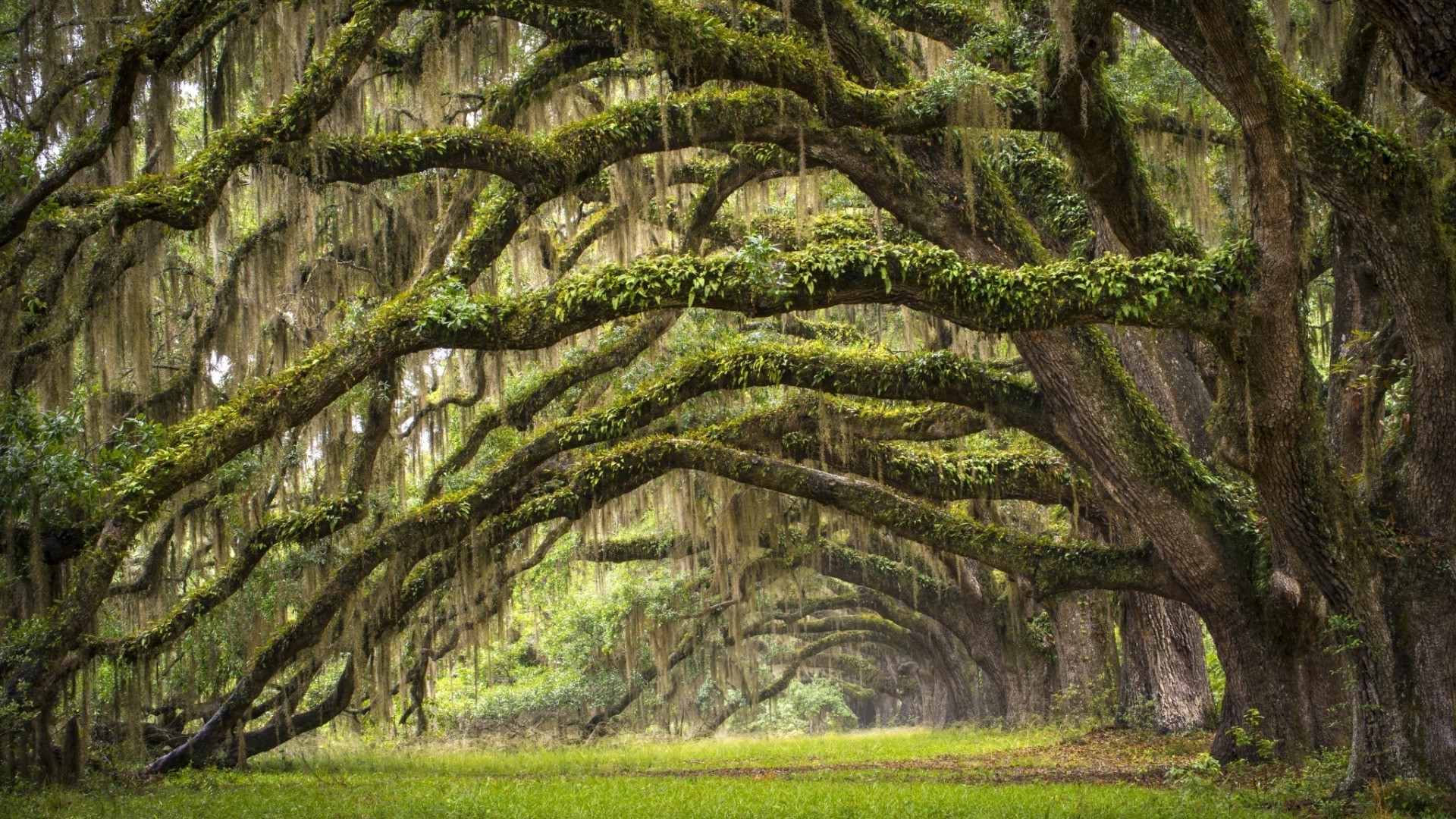 nature background
