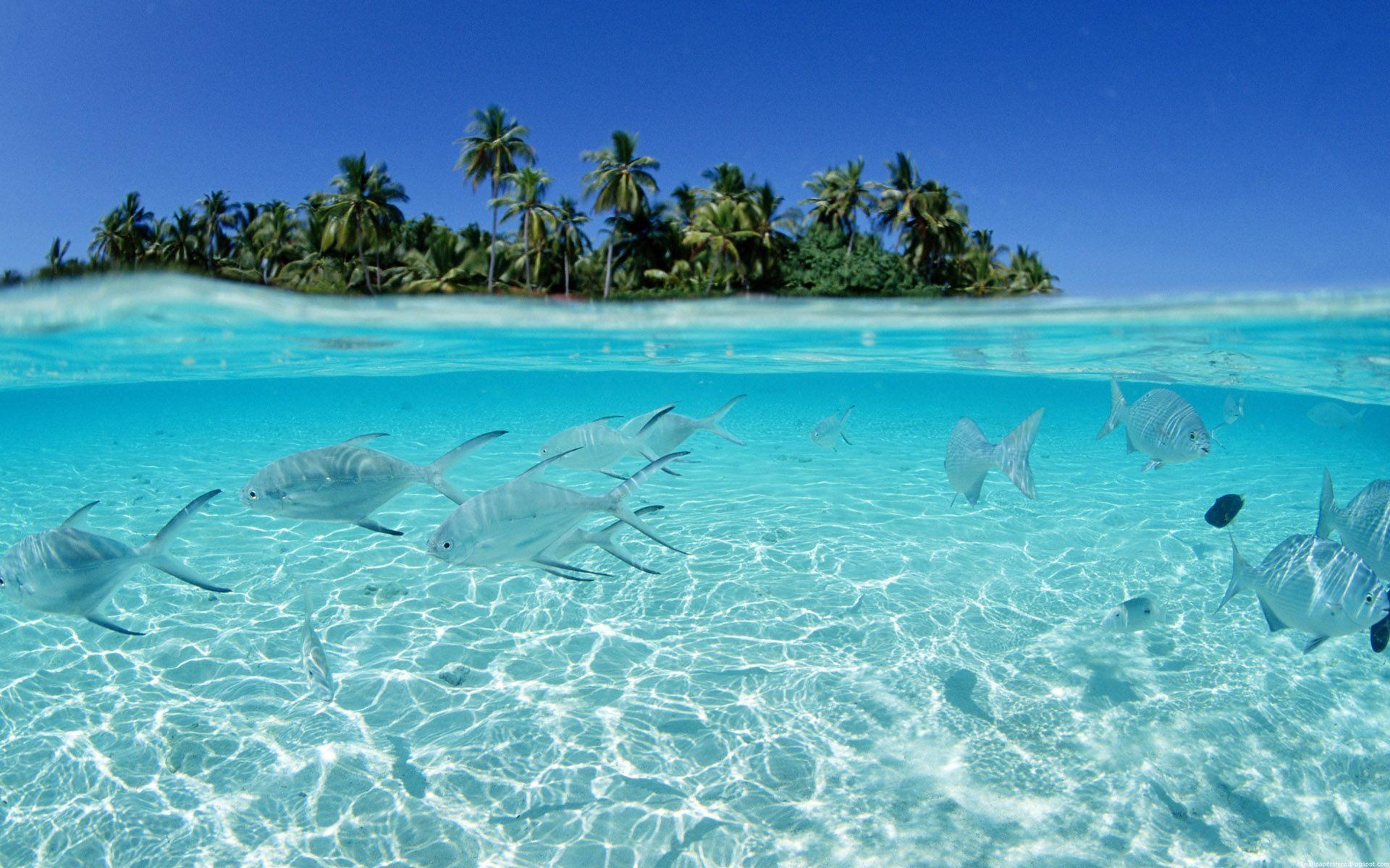 ocean wallpaper