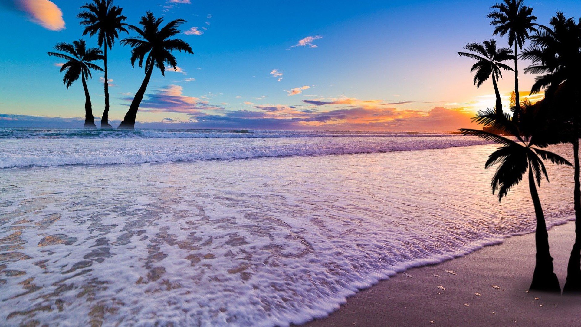 palm tree wallpaper