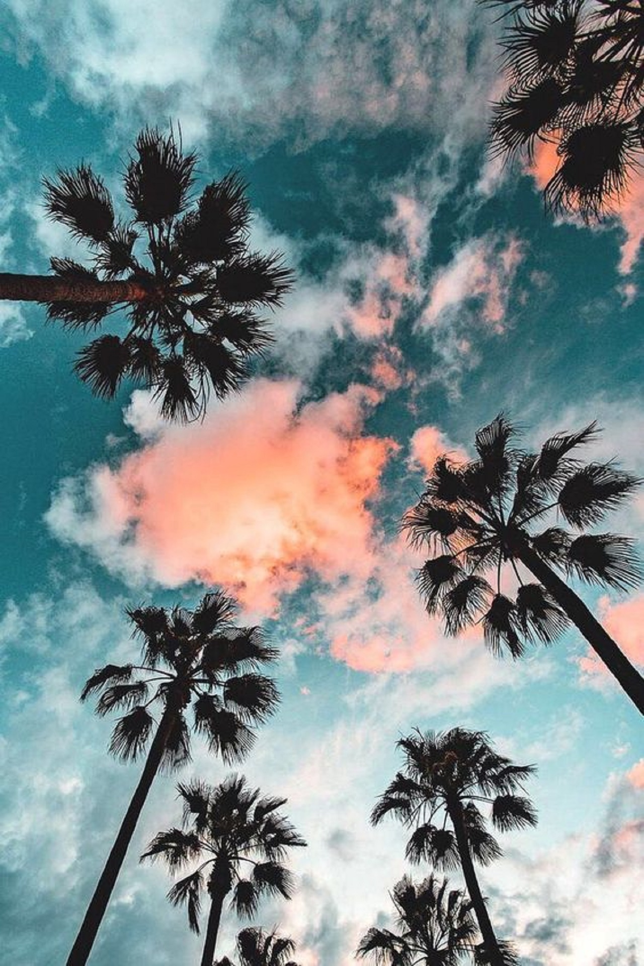 palm tree wallpaper