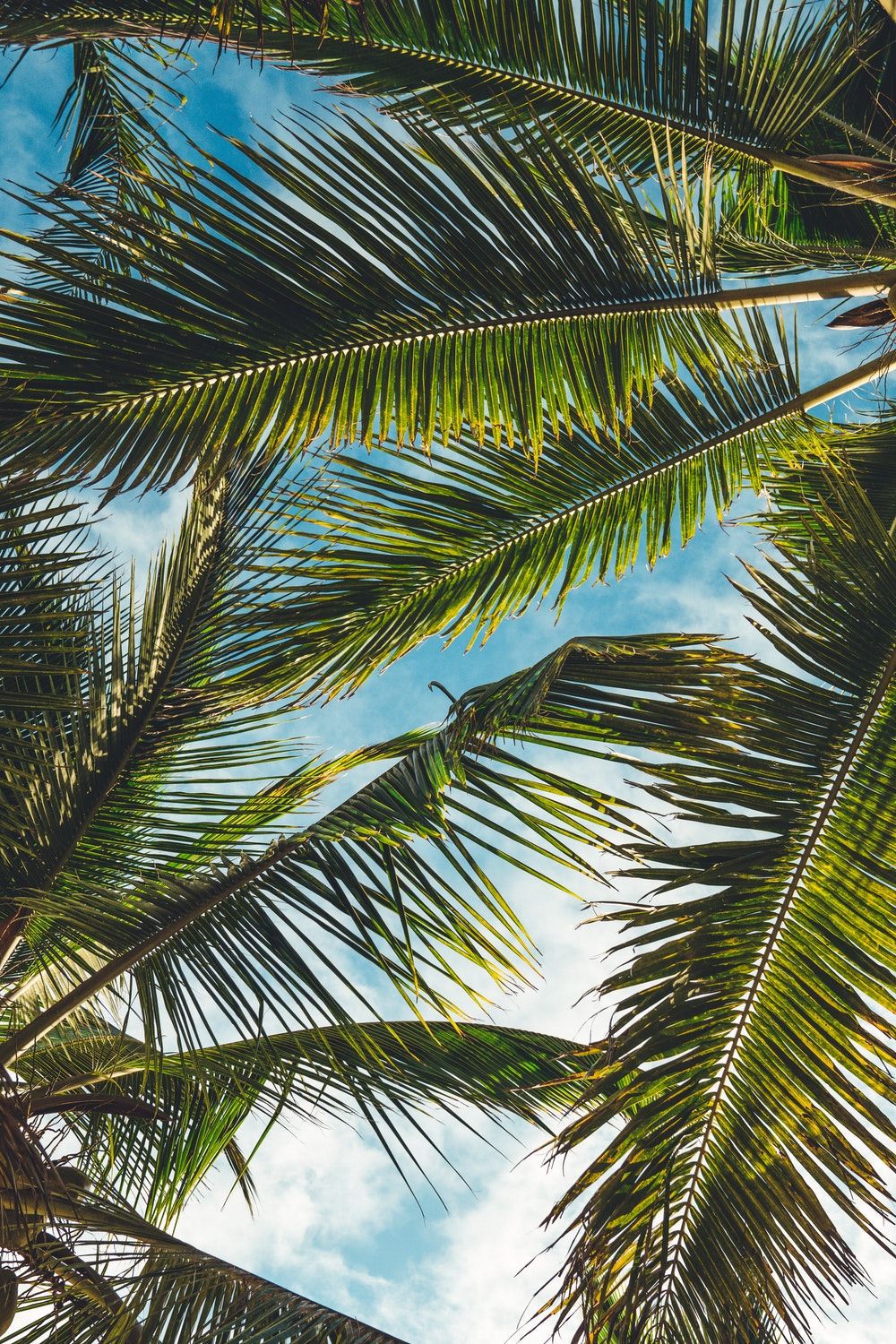 palm tree wallpaper