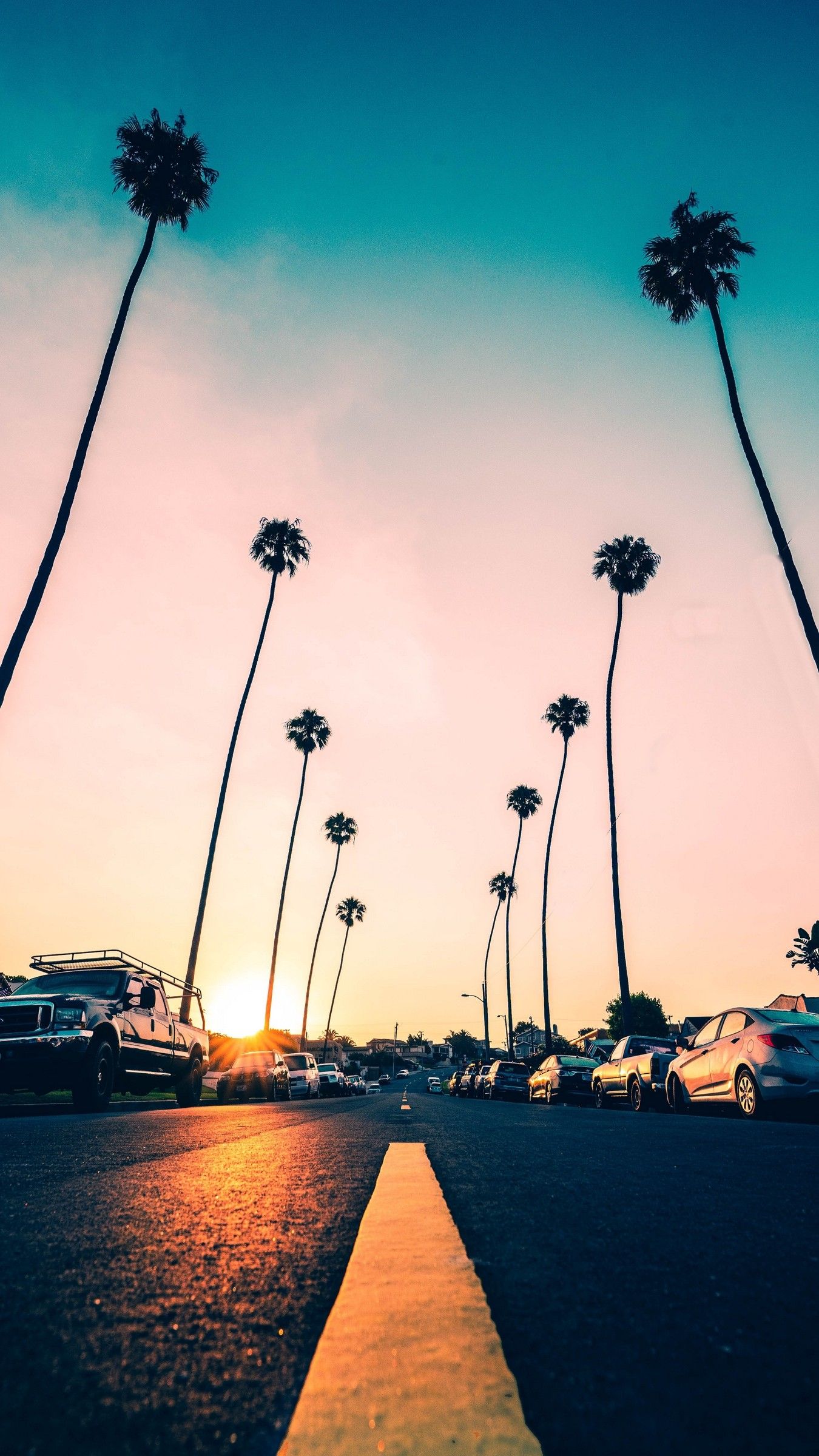 palm tree wallpaper
