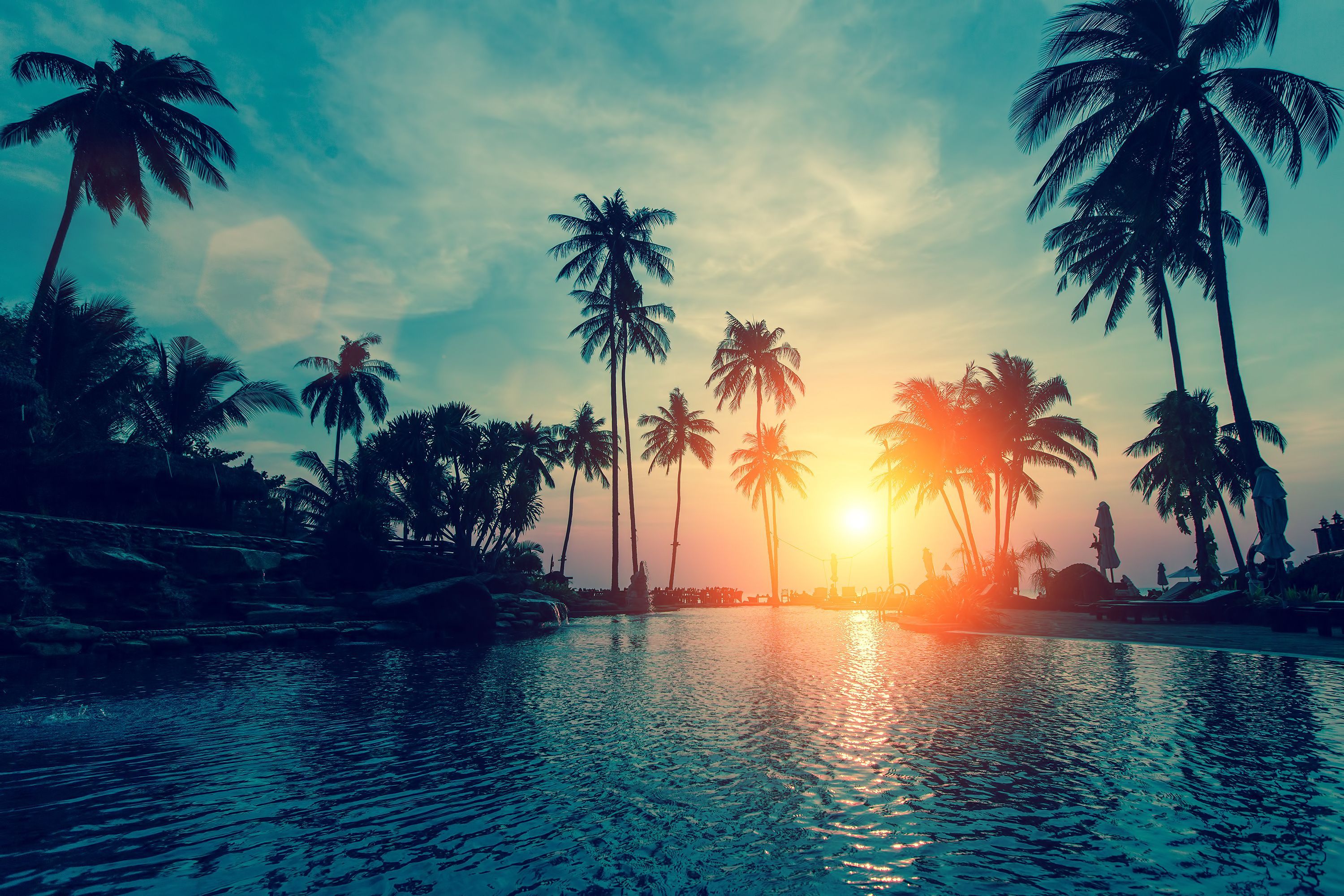 palm tree wallpaper