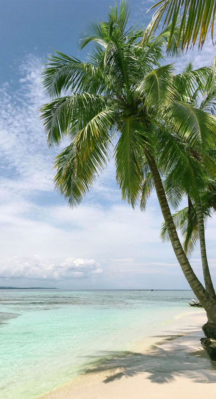palm tree wallpaper