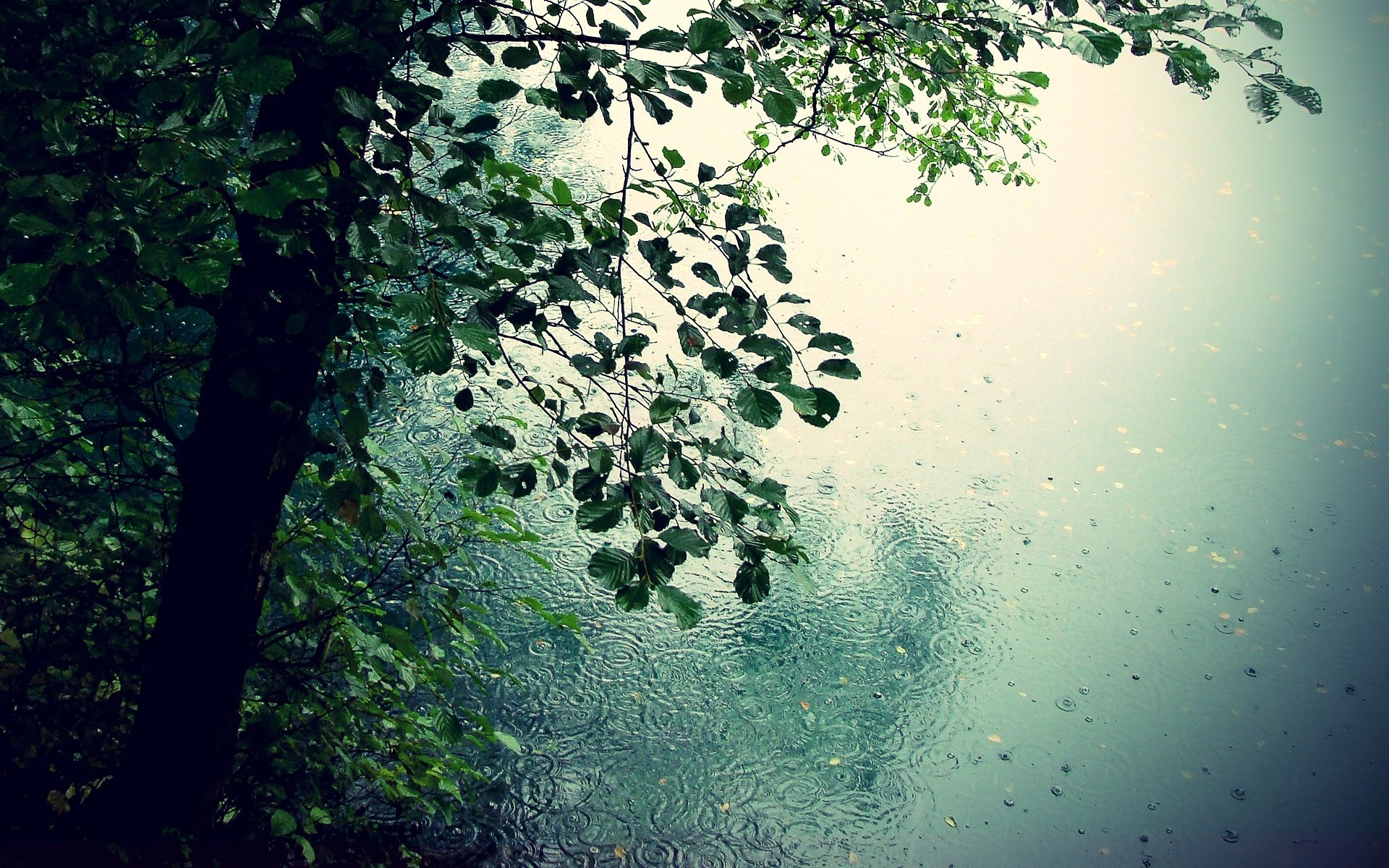 rain wallpaper