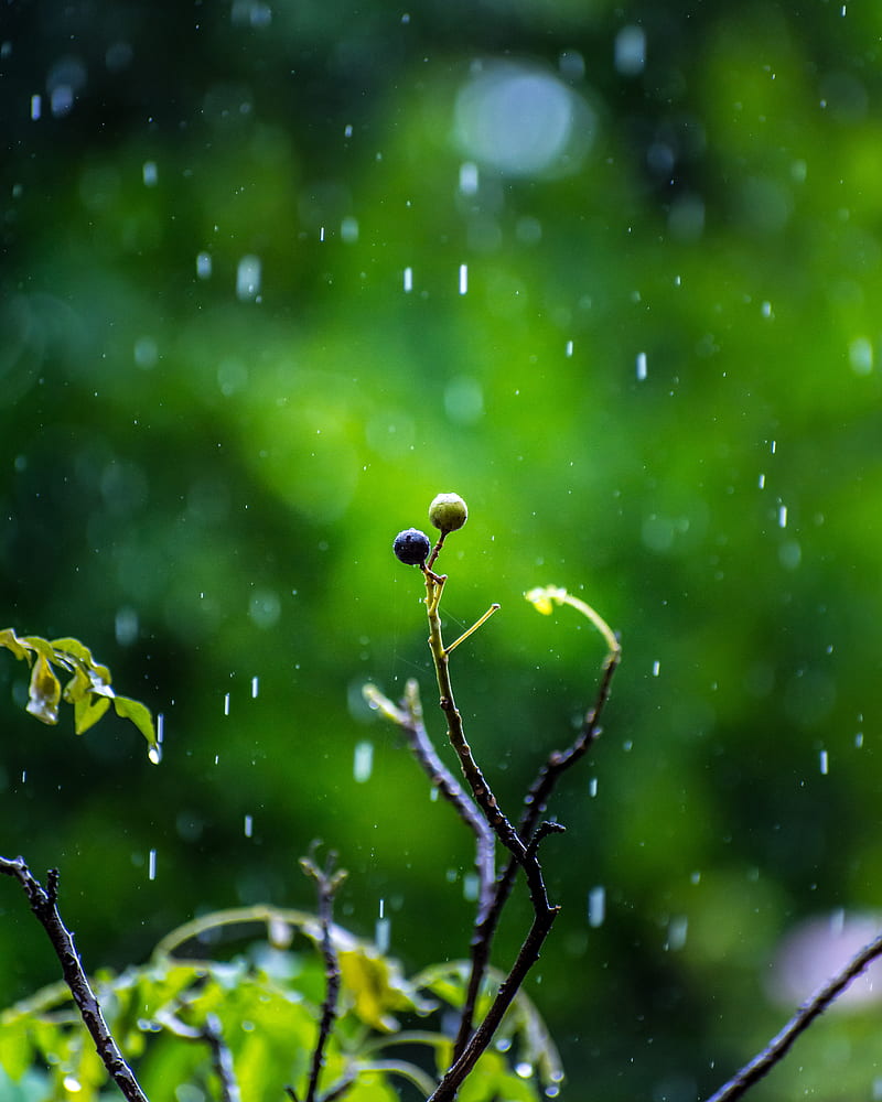 rain wallpaper