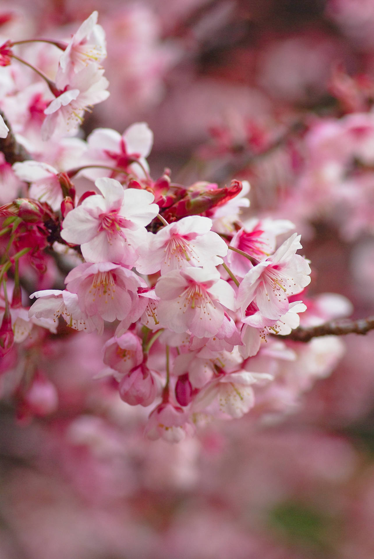sakura wallpaper
