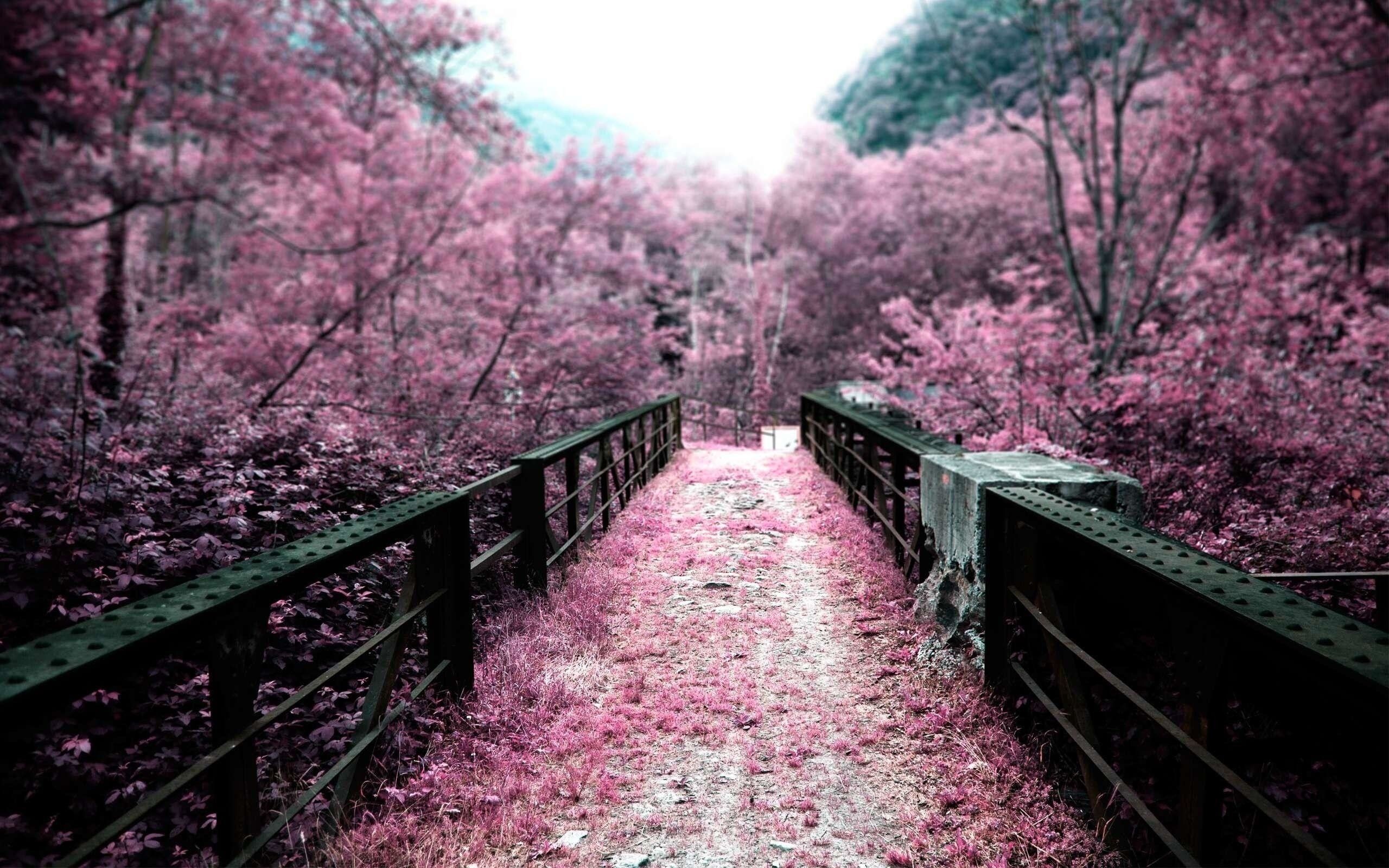 sakura wallpaper