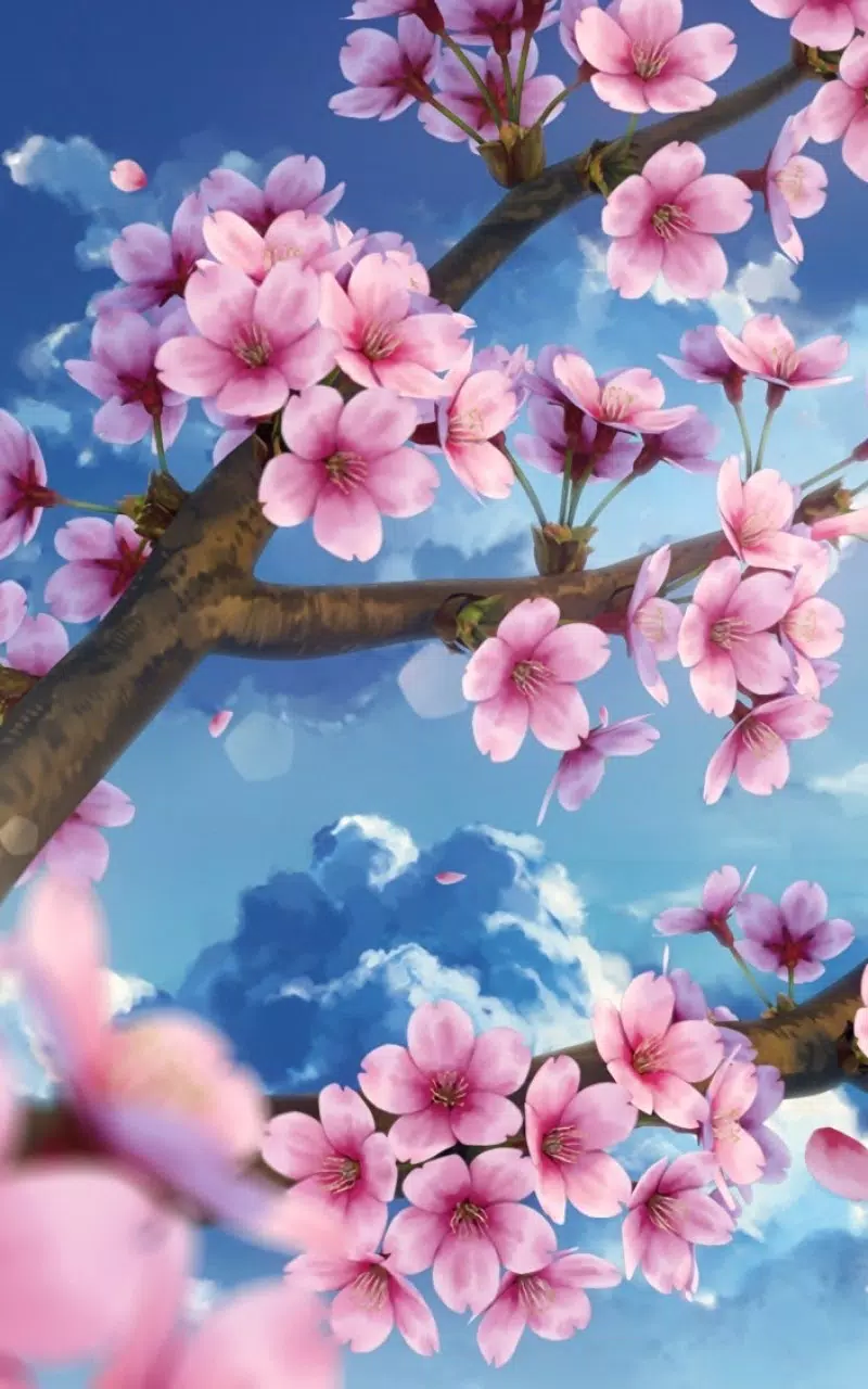 sakura wallpaper
