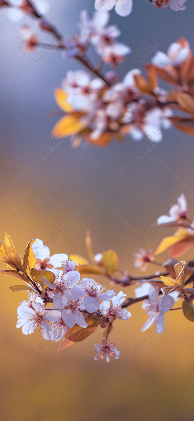 sakura wallpaper