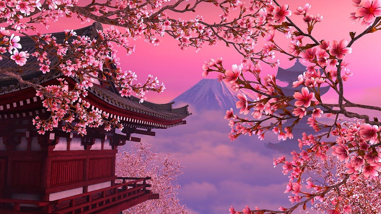 sakura wallpaper
