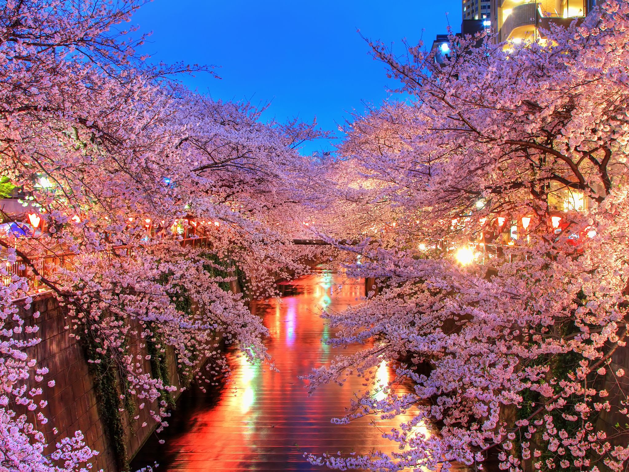 sakura wallpaper