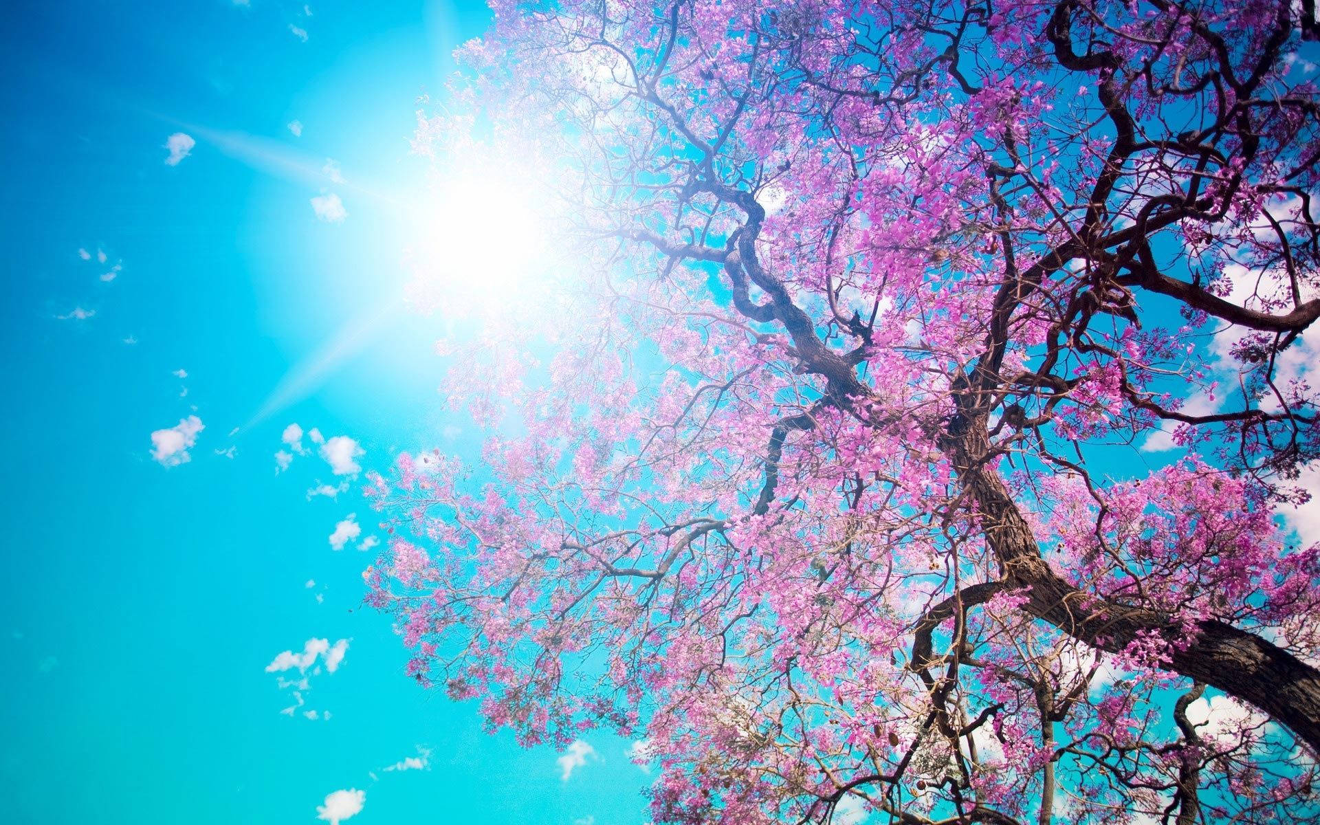 spring wallpaper