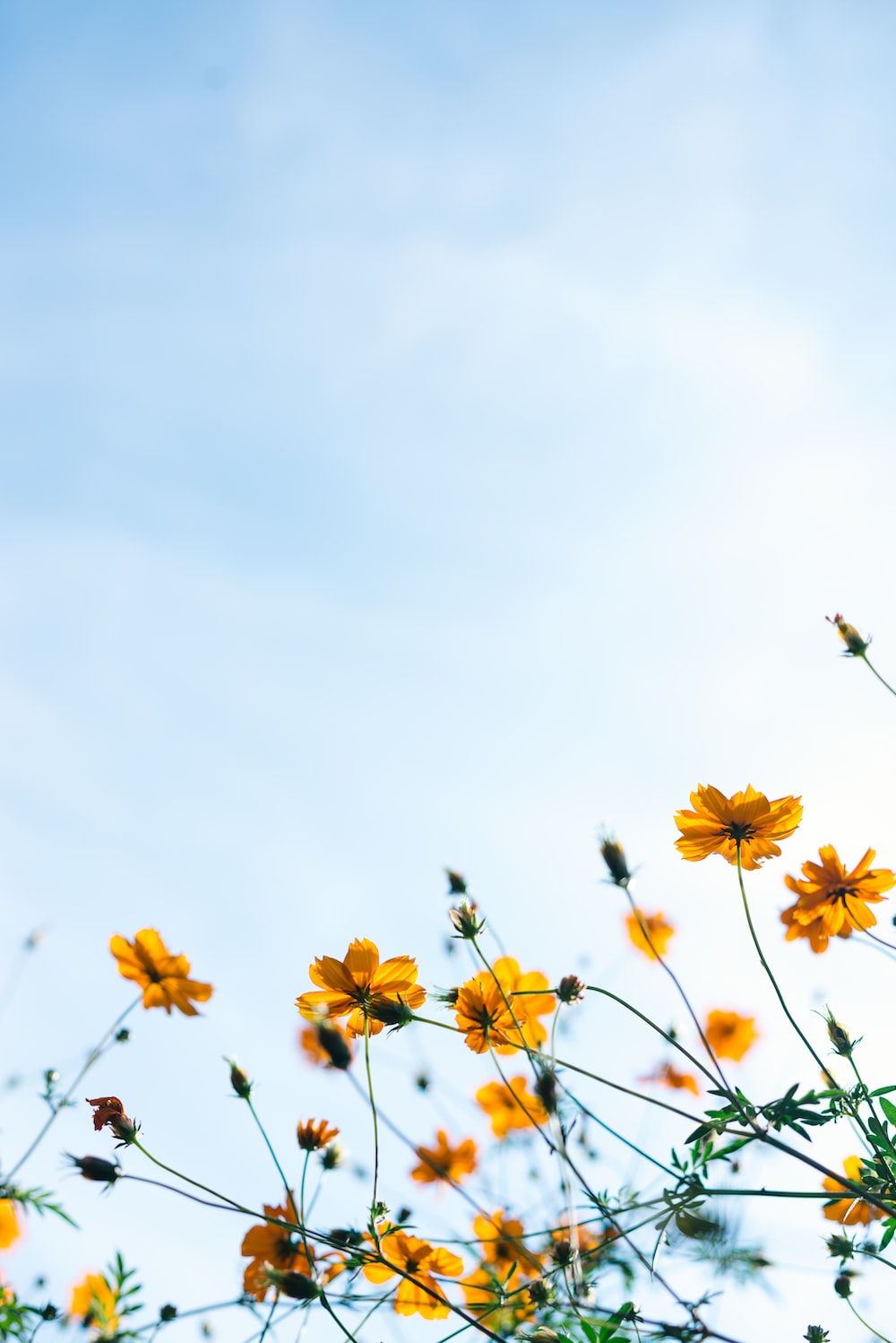 spring wallpaper