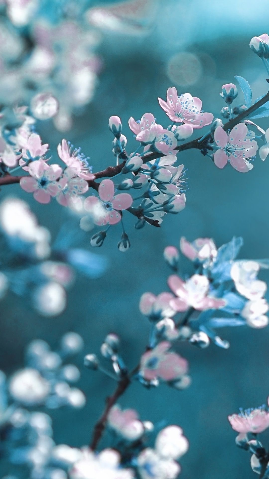 spring wallpaper