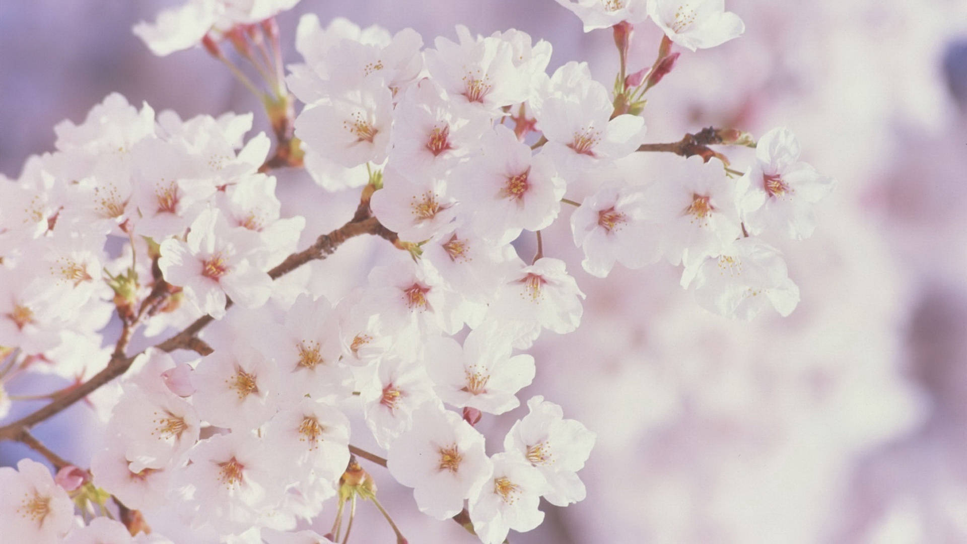 spring wallpaper