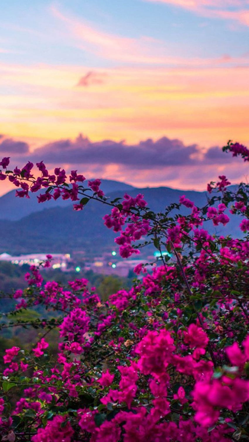 spring wallpaper