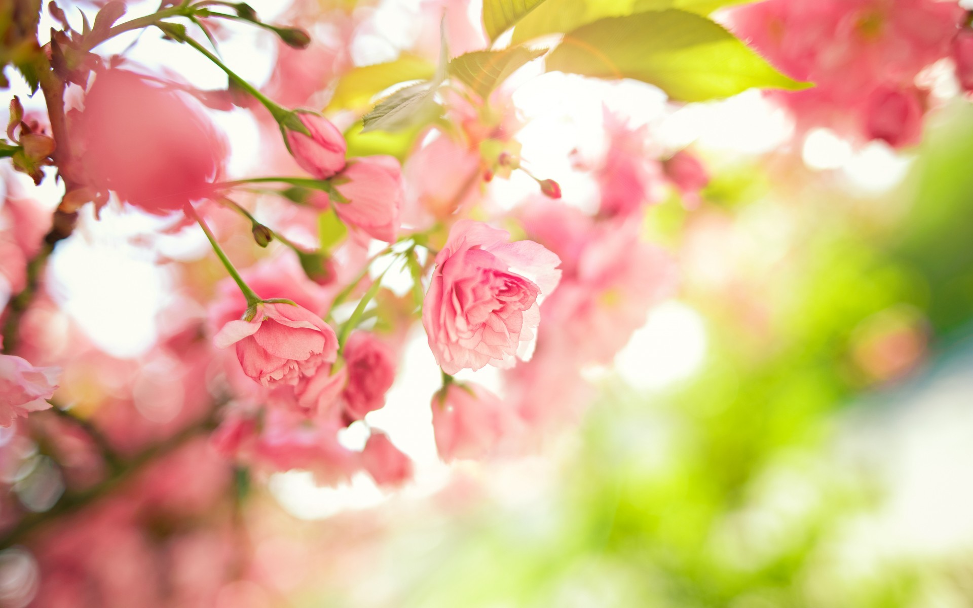 spring wallpaper