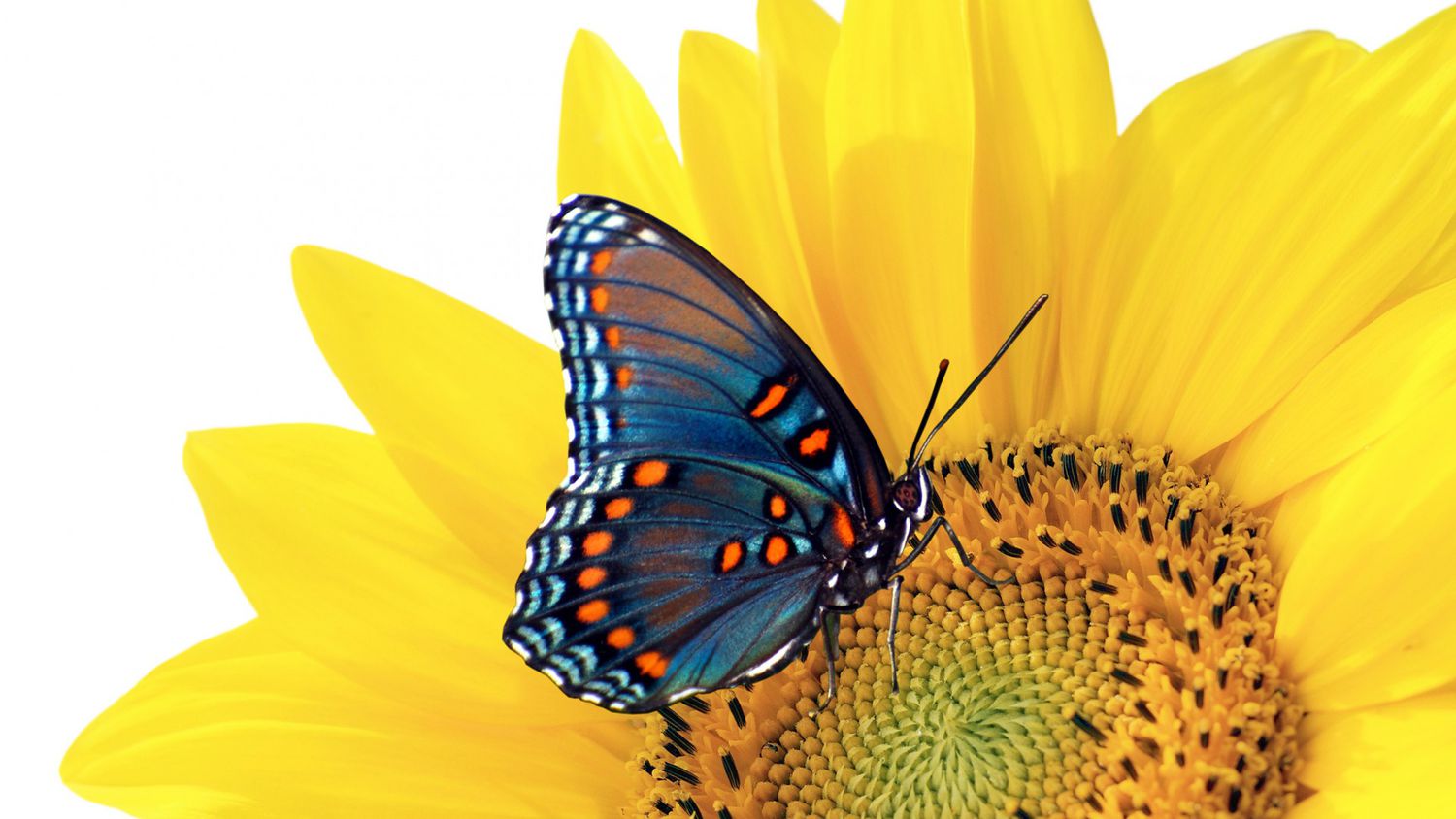 summer wallpaper
