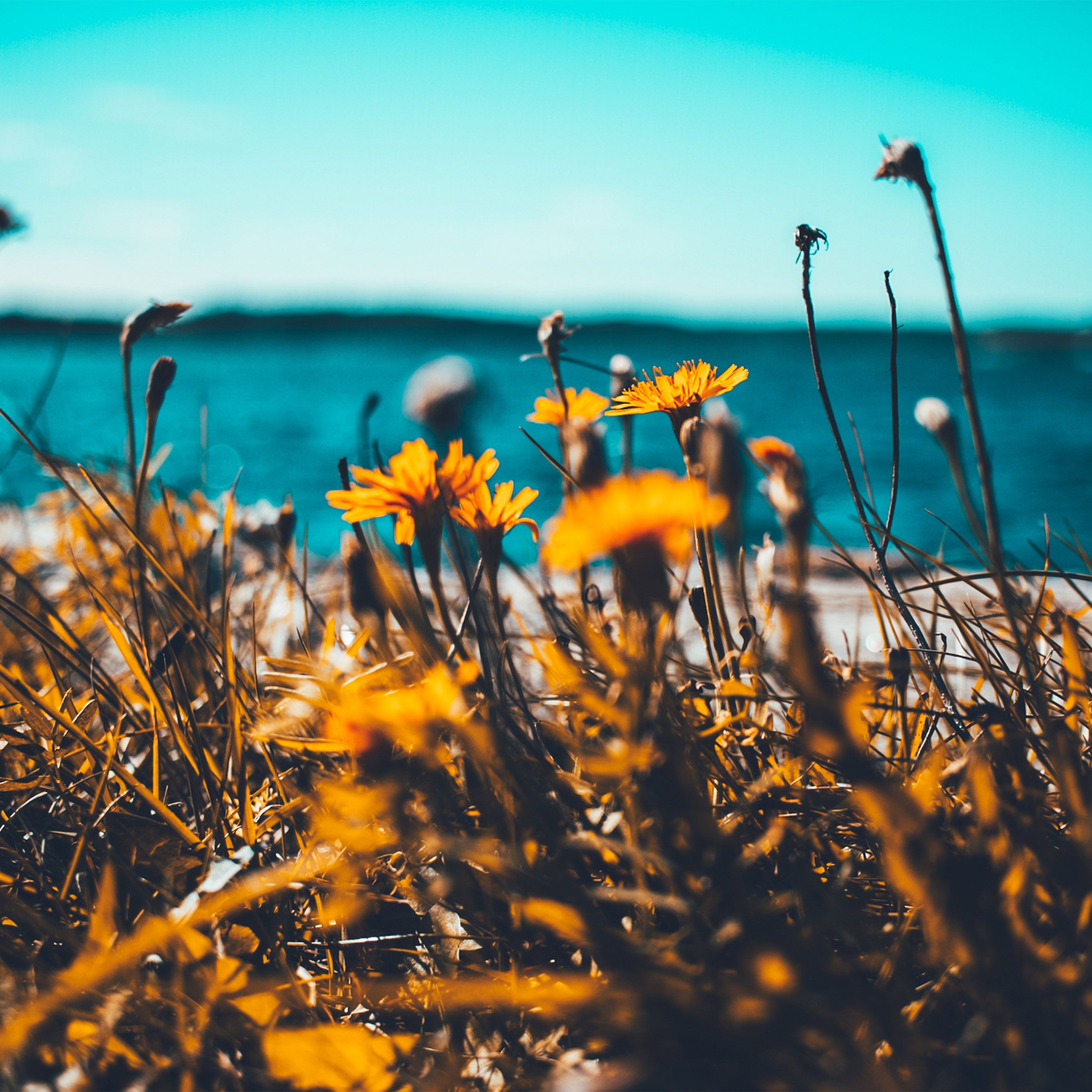 summer wallpaper