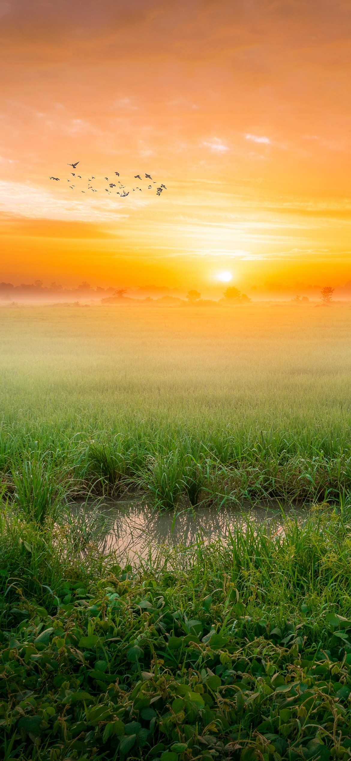 sunrise wallpaper