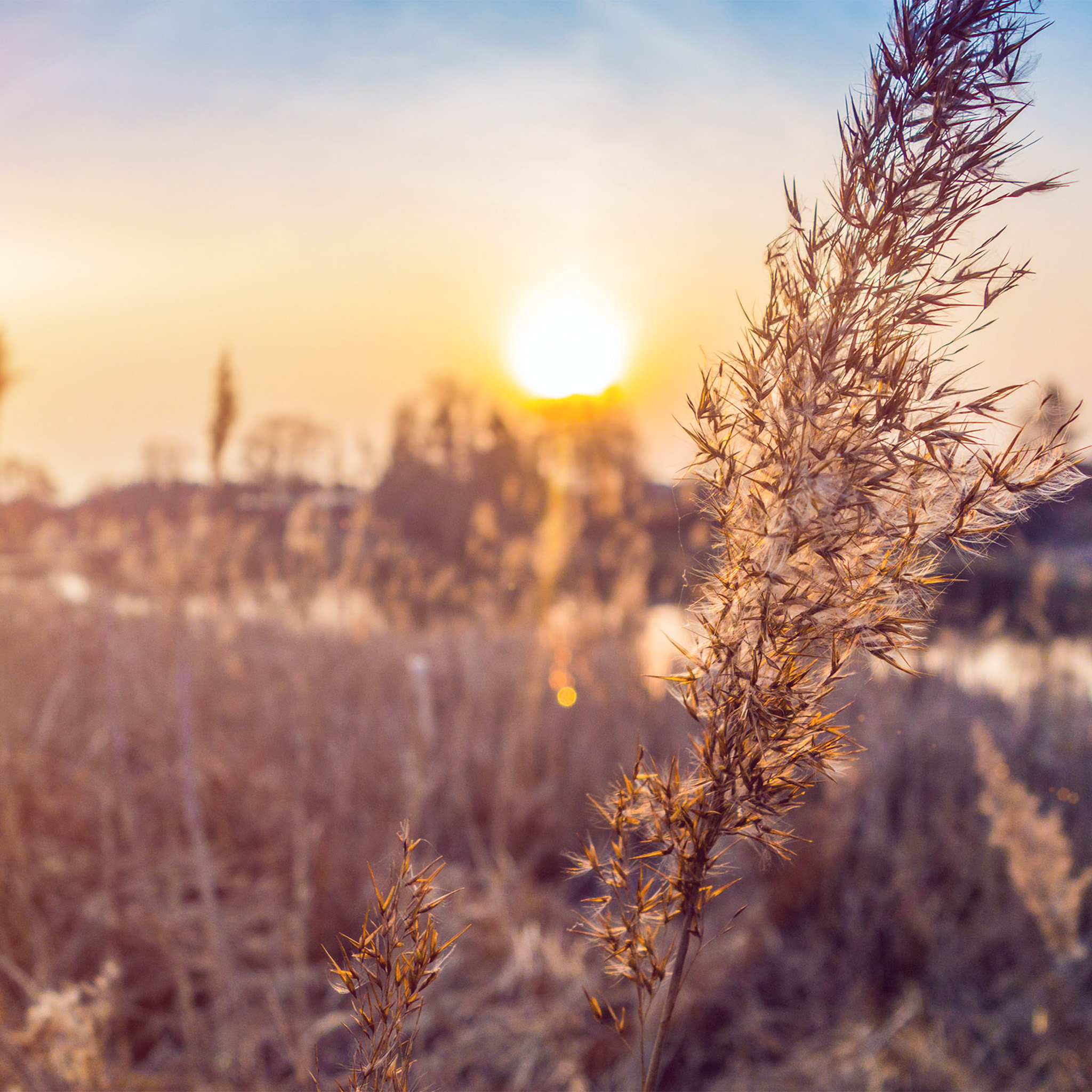 sunrise wallpaper