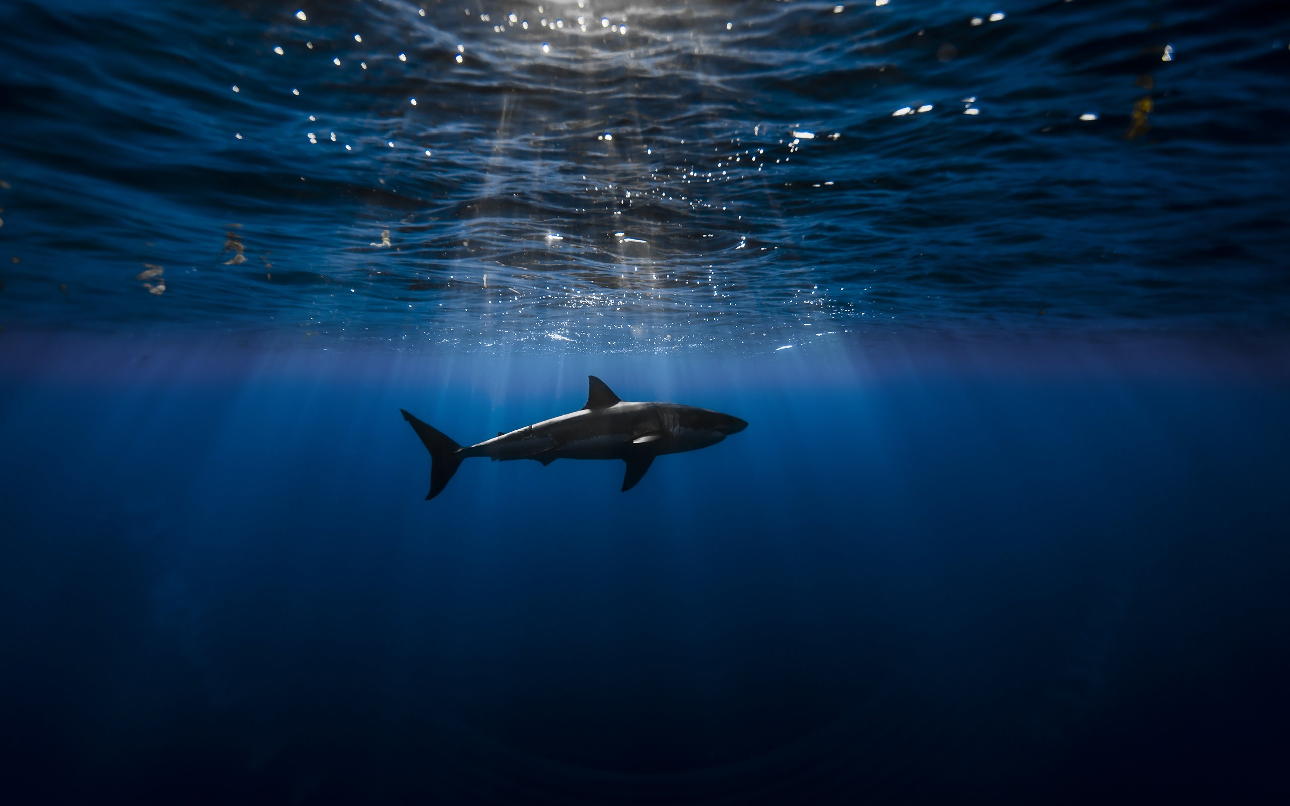 underwater wallpaper