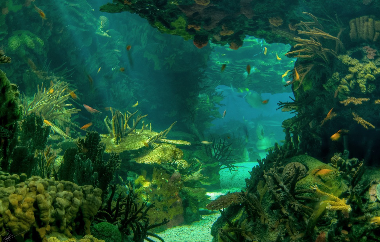 underwater wallpaper