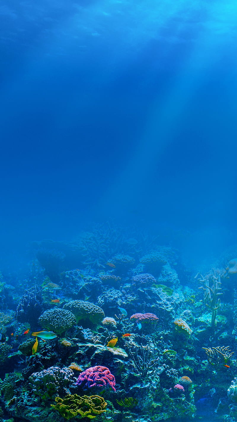 underwater wallpaper