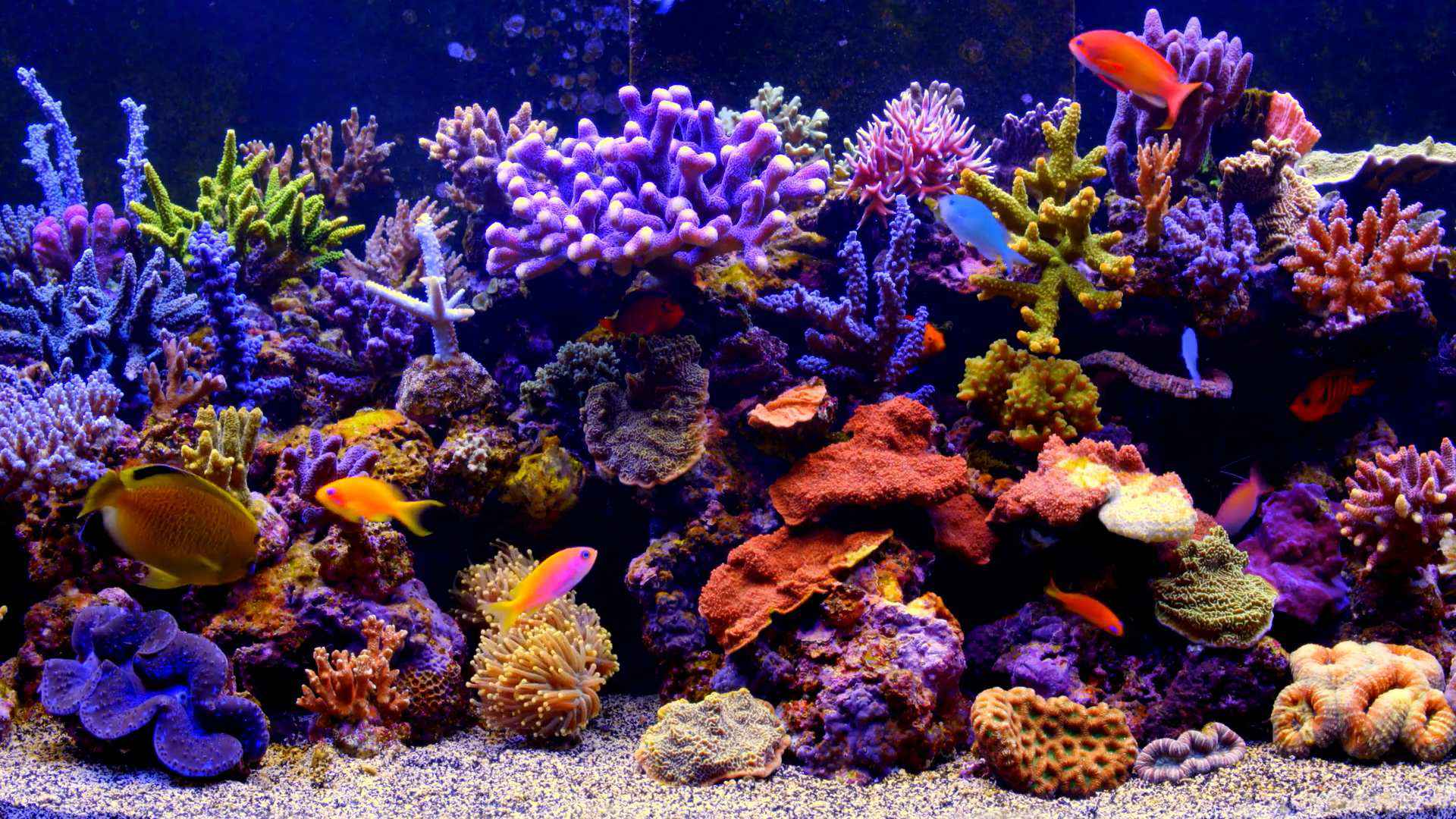 underwater wallpaper