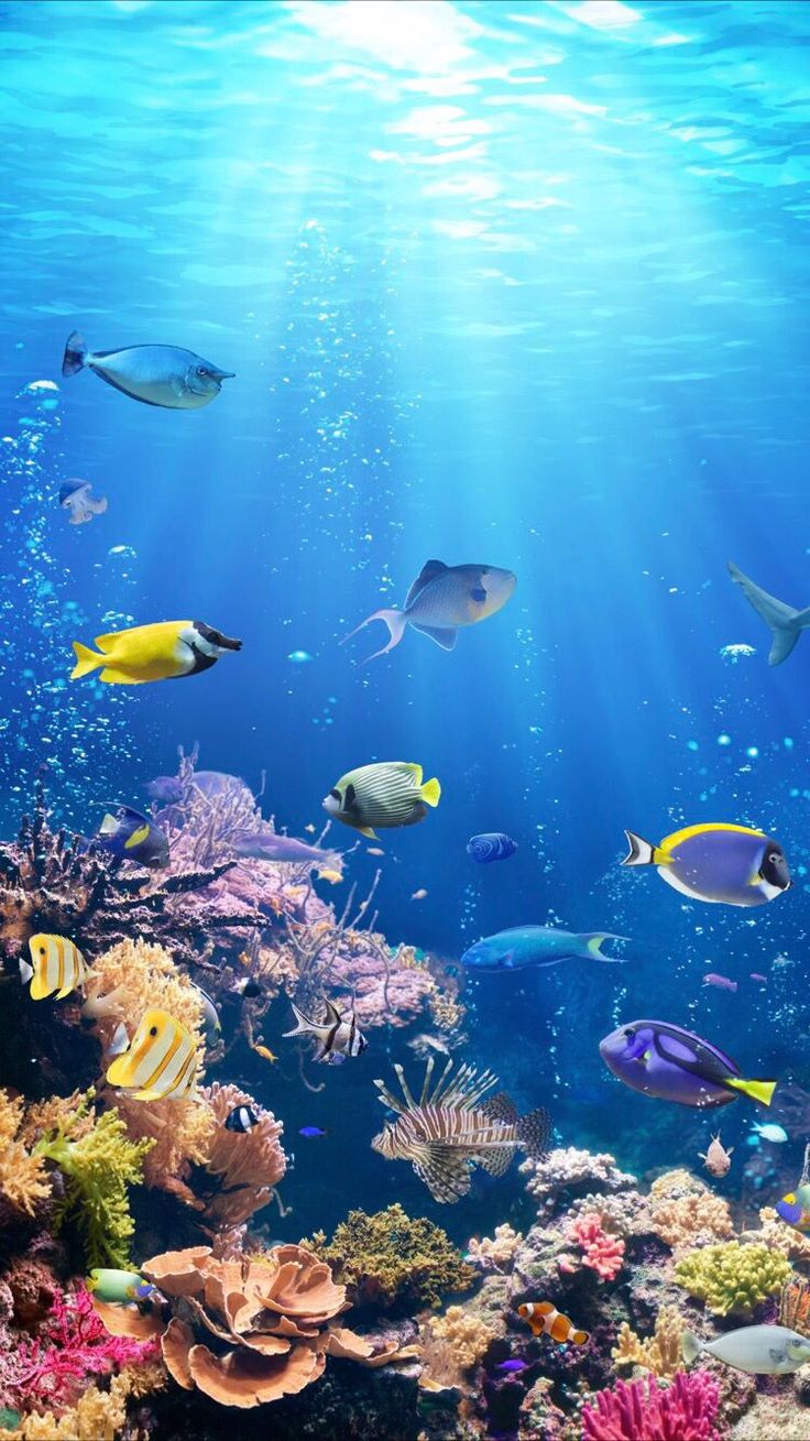 underwater wallpaper