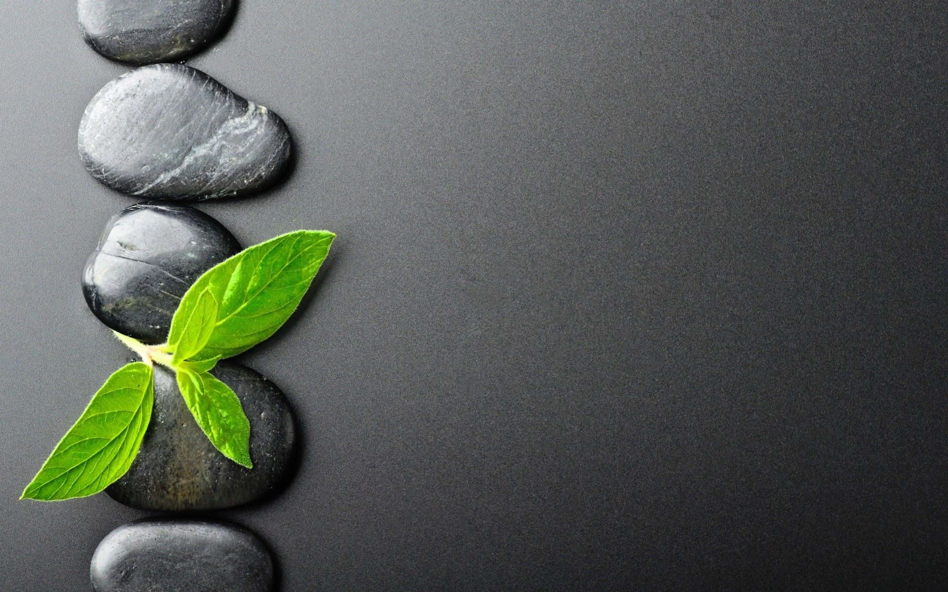 zen wallpaper