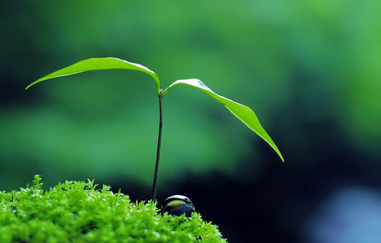 zen wallpaper