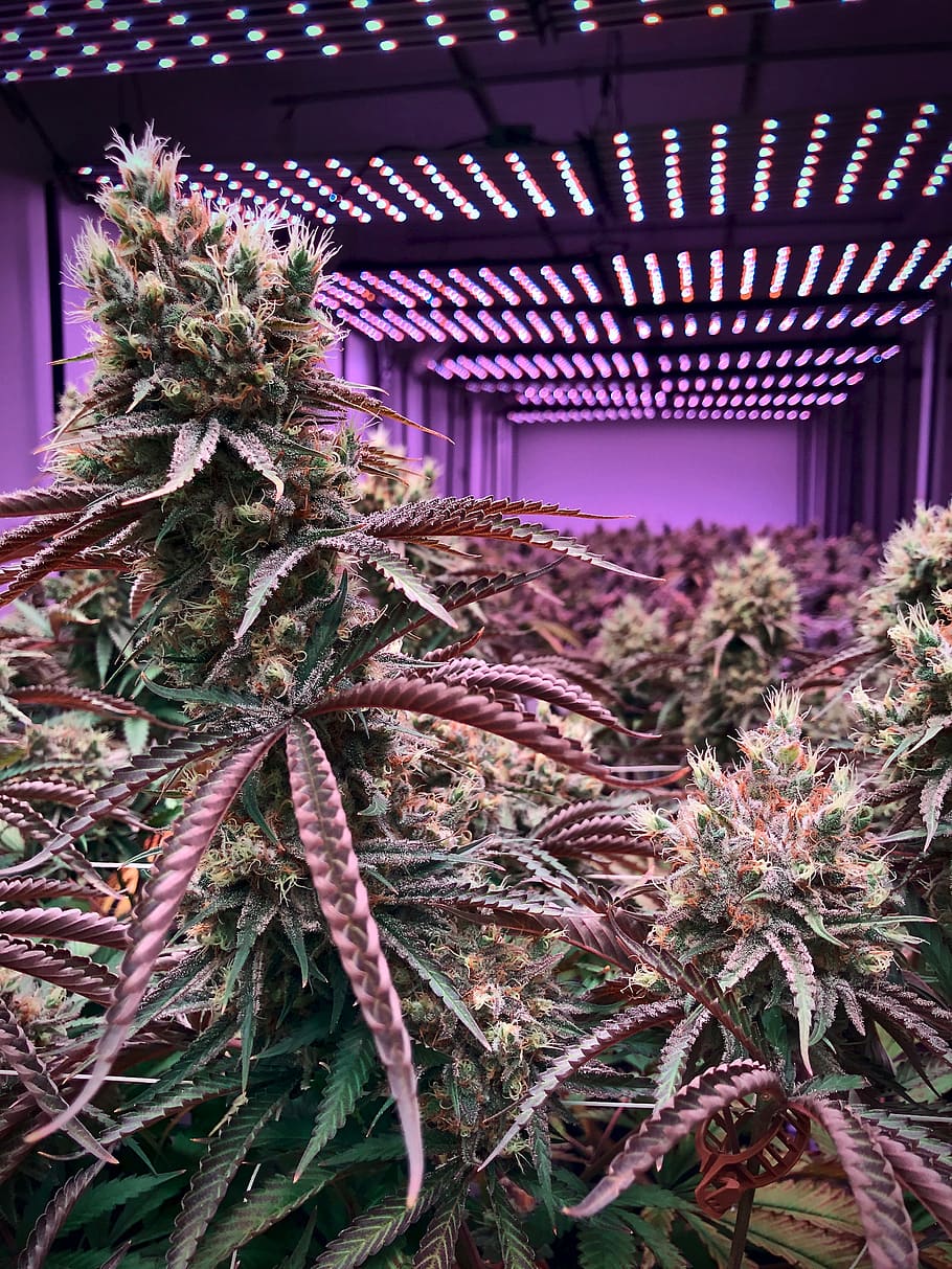 marijuana wallpaper