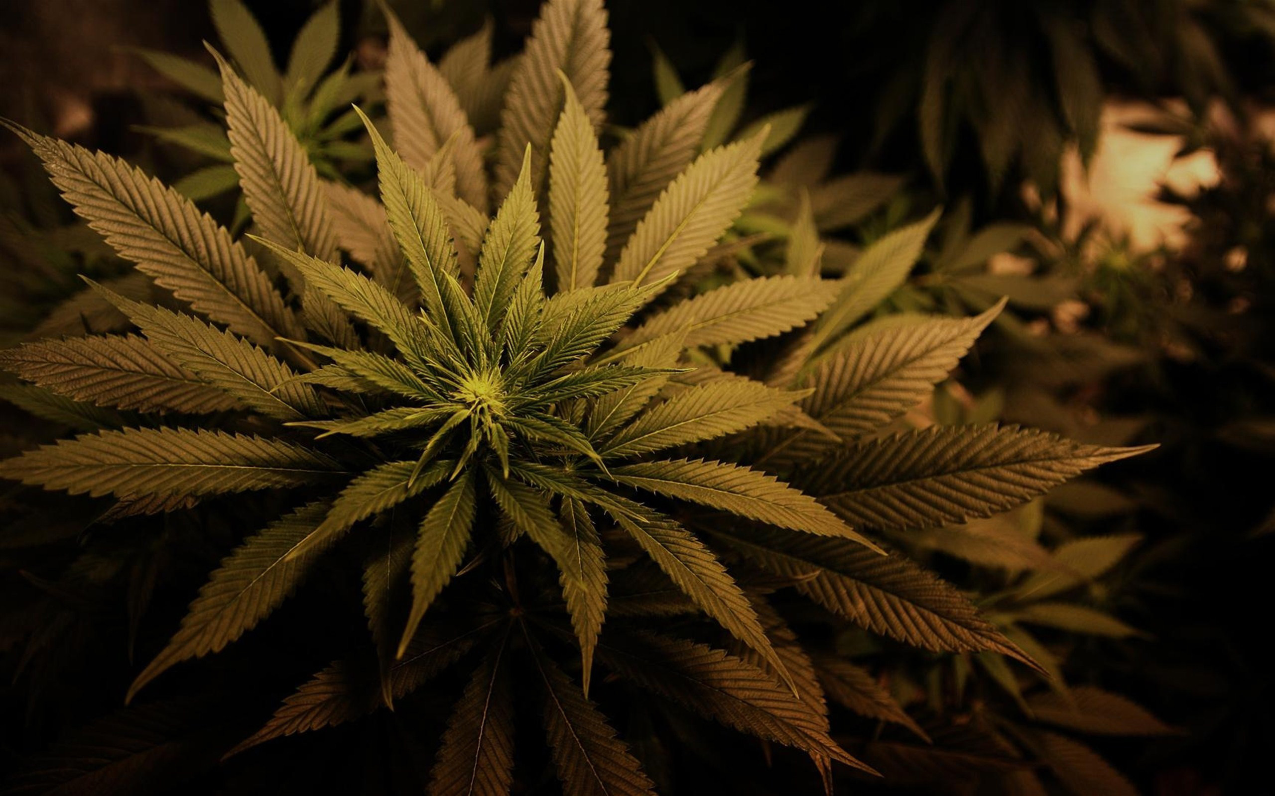 marijuana wallpaper