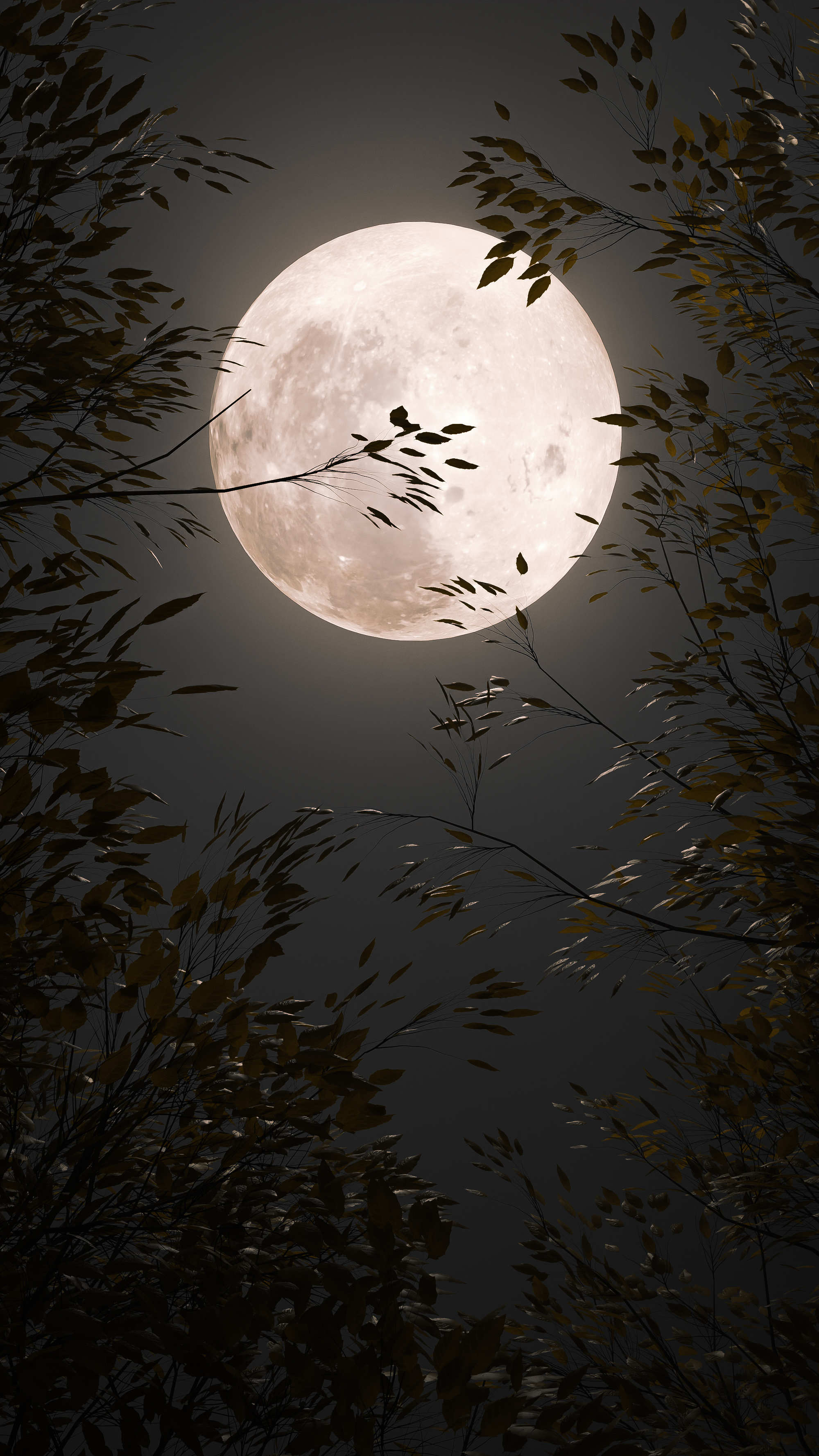 moon wallpaper