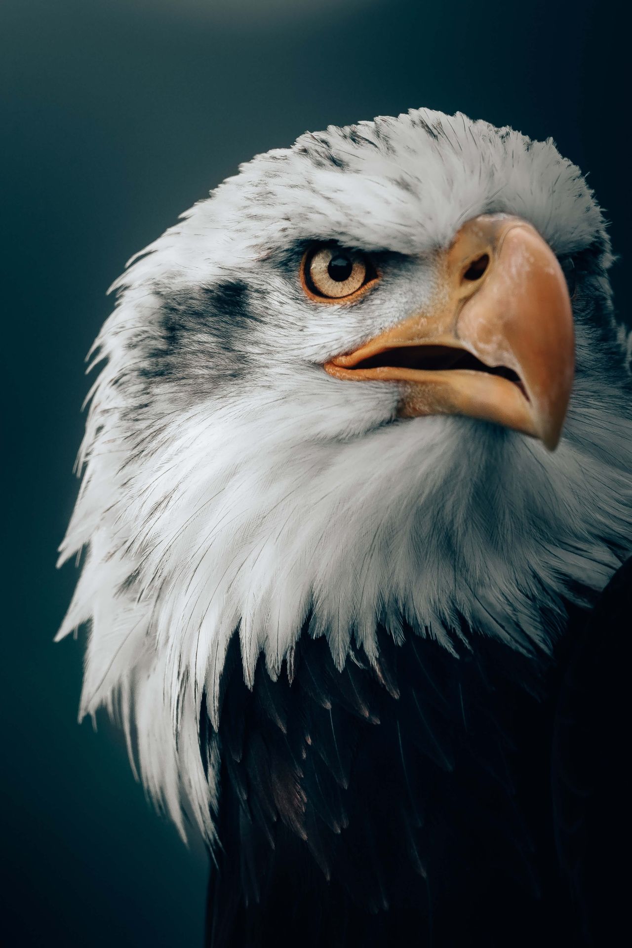 eagles wallpaper