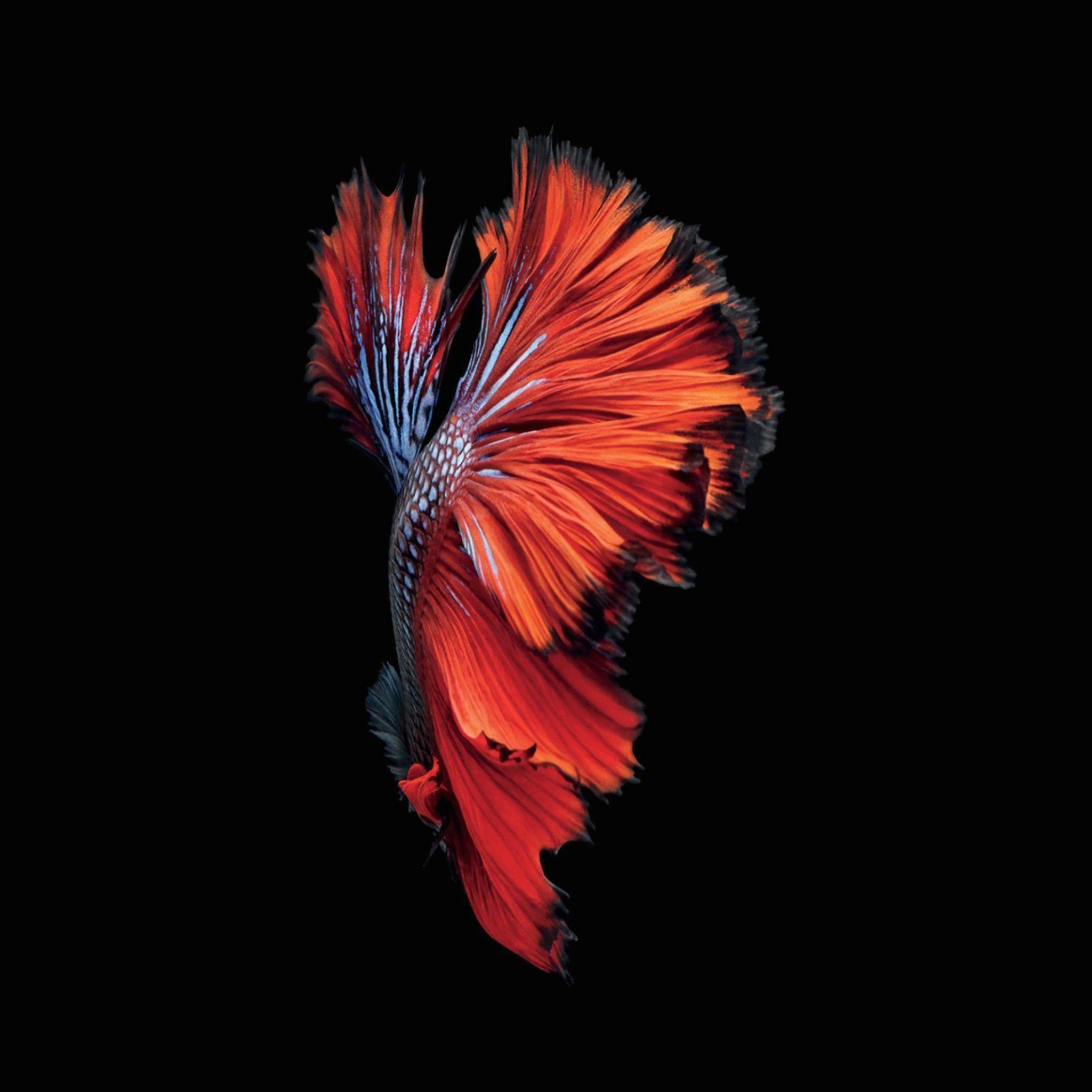 amoled wallpaper