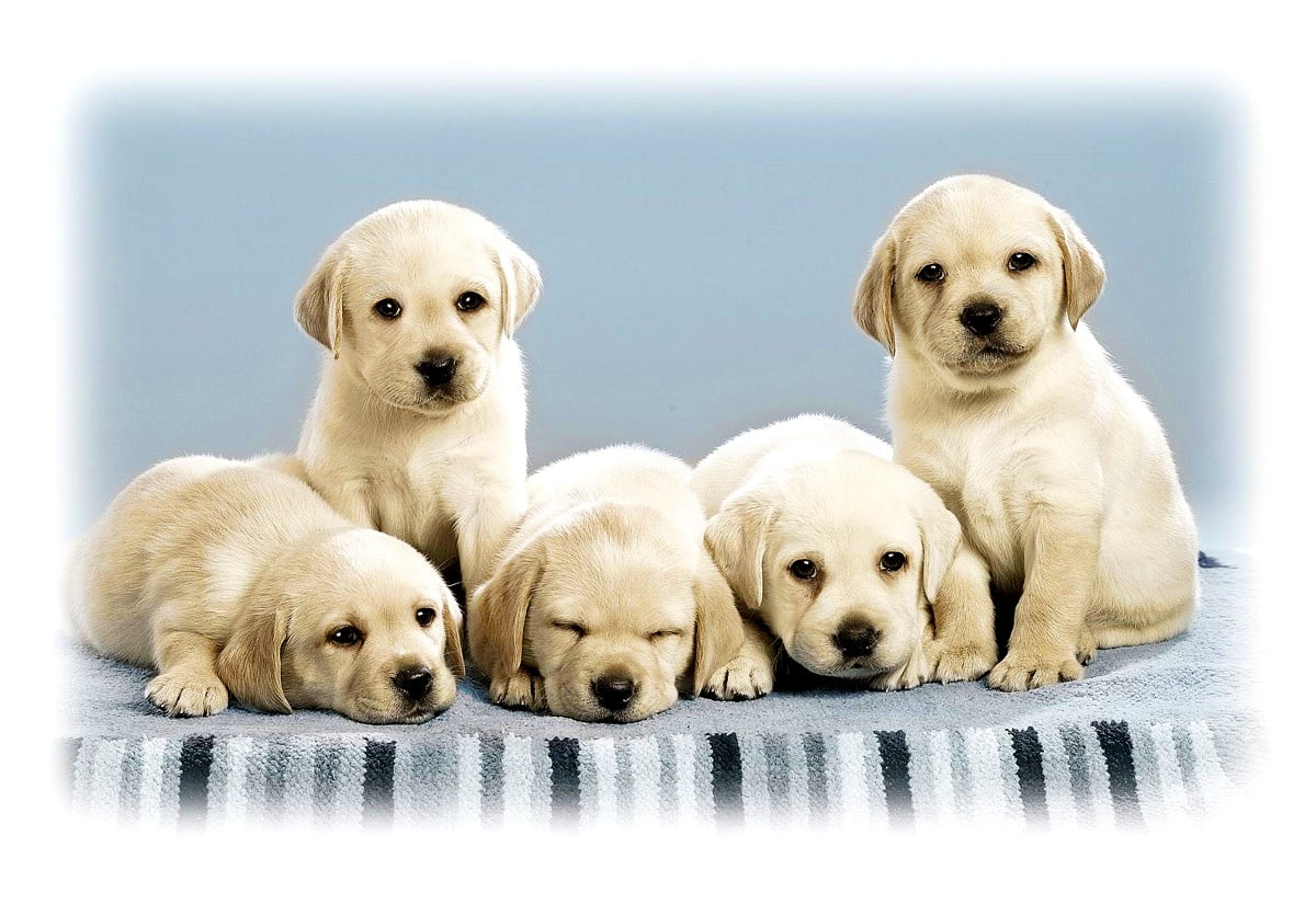 Labrador Wallpaper
